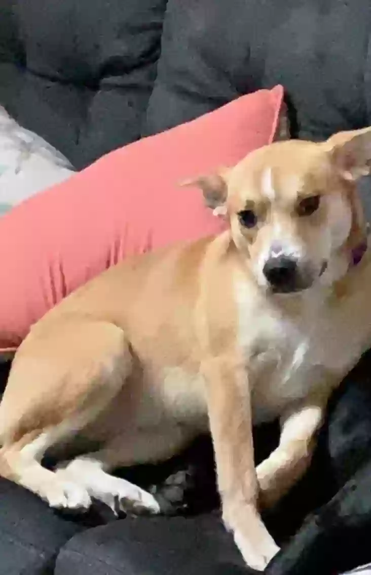 adoptable Dog in Wrentham,MA named Winnie