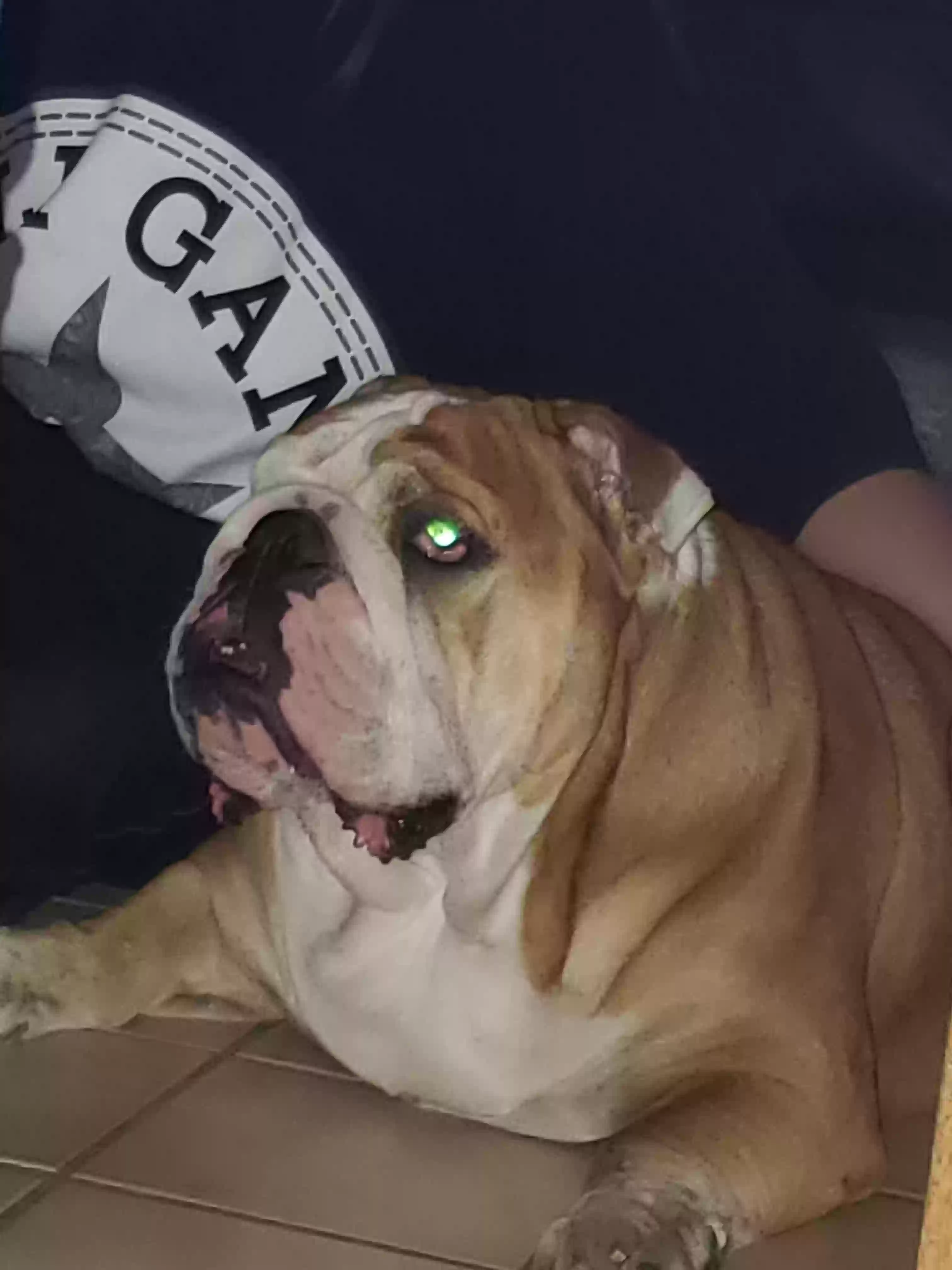 adoptable Dog in Littleton,CO named Roxy