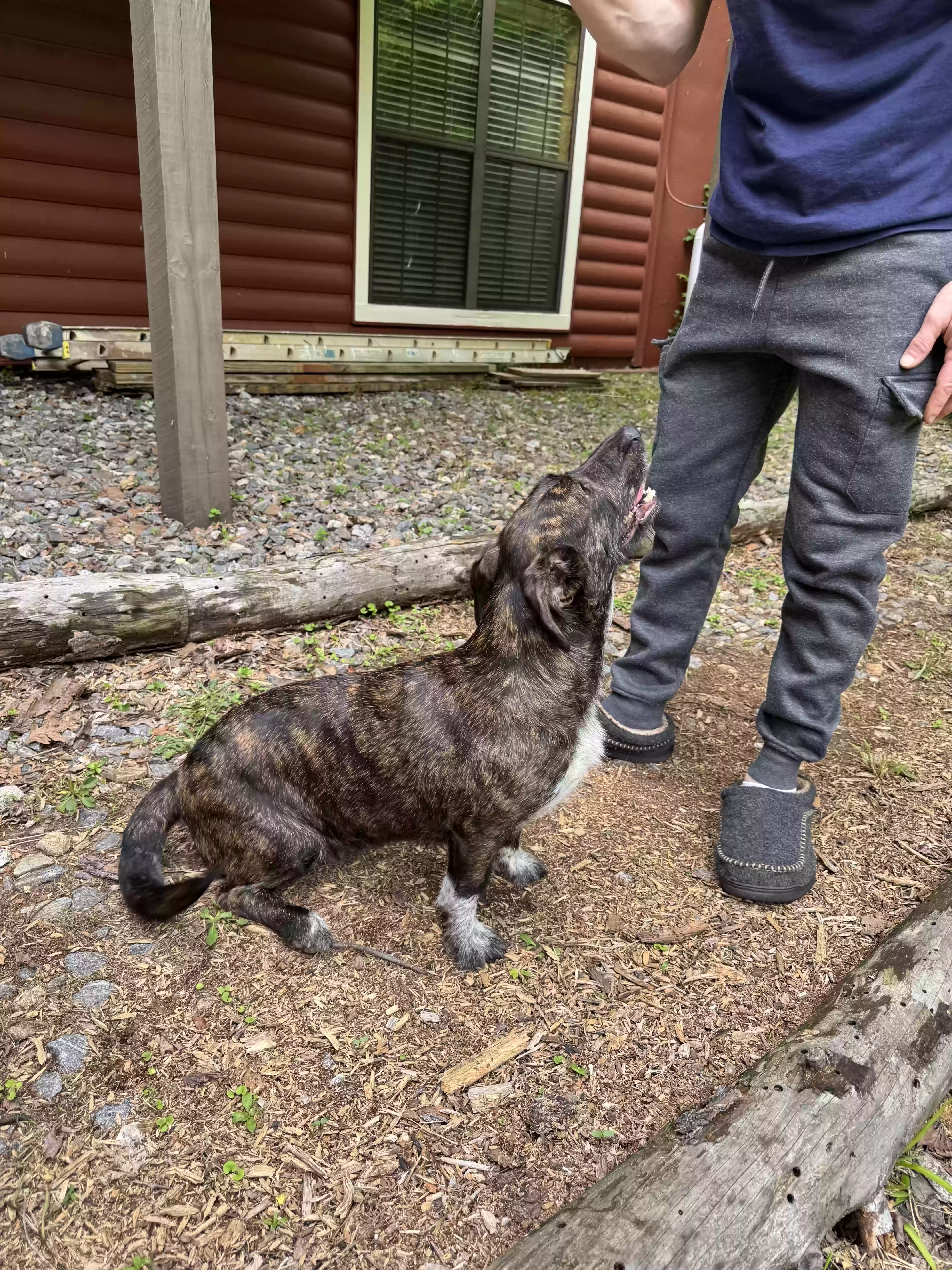 adoptable Dog in Sautee Nacoochee,GA named Peaches