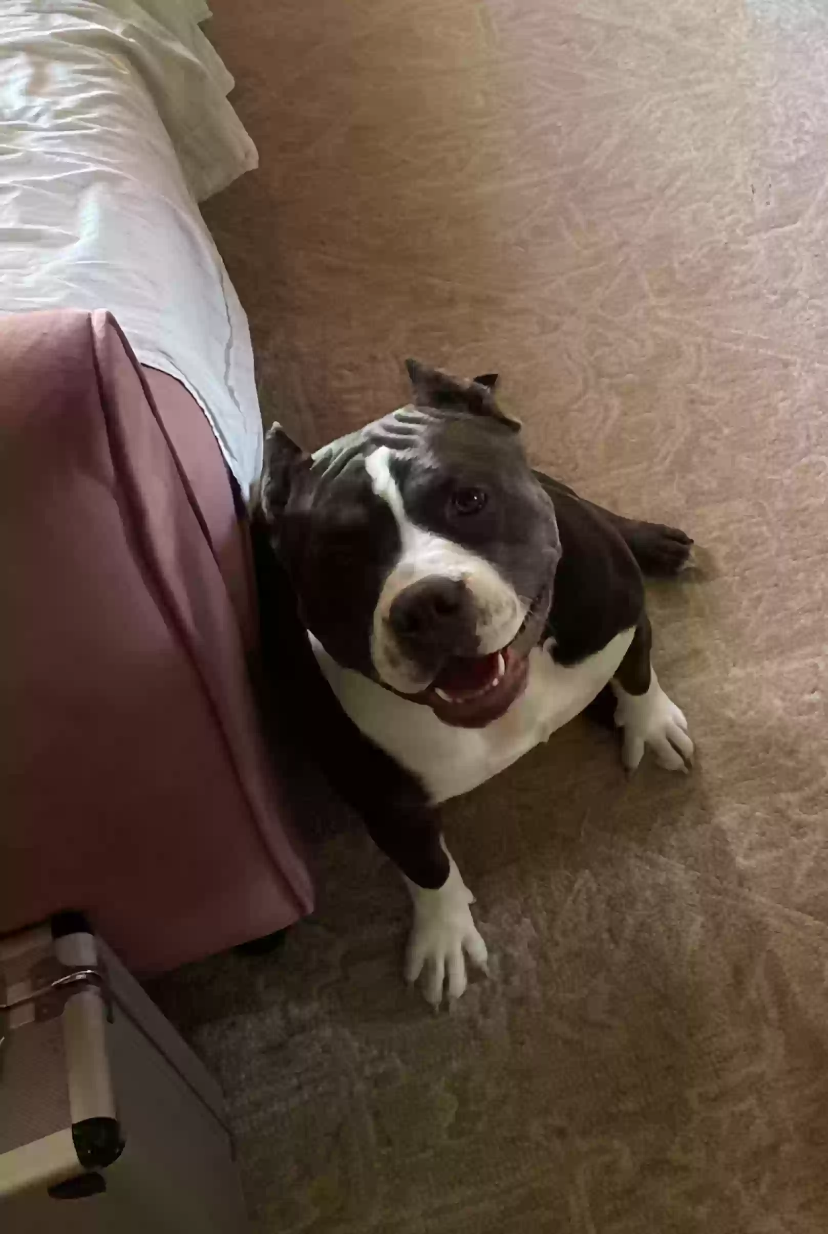 adoptable Dog in Vallejo,CA named Niña