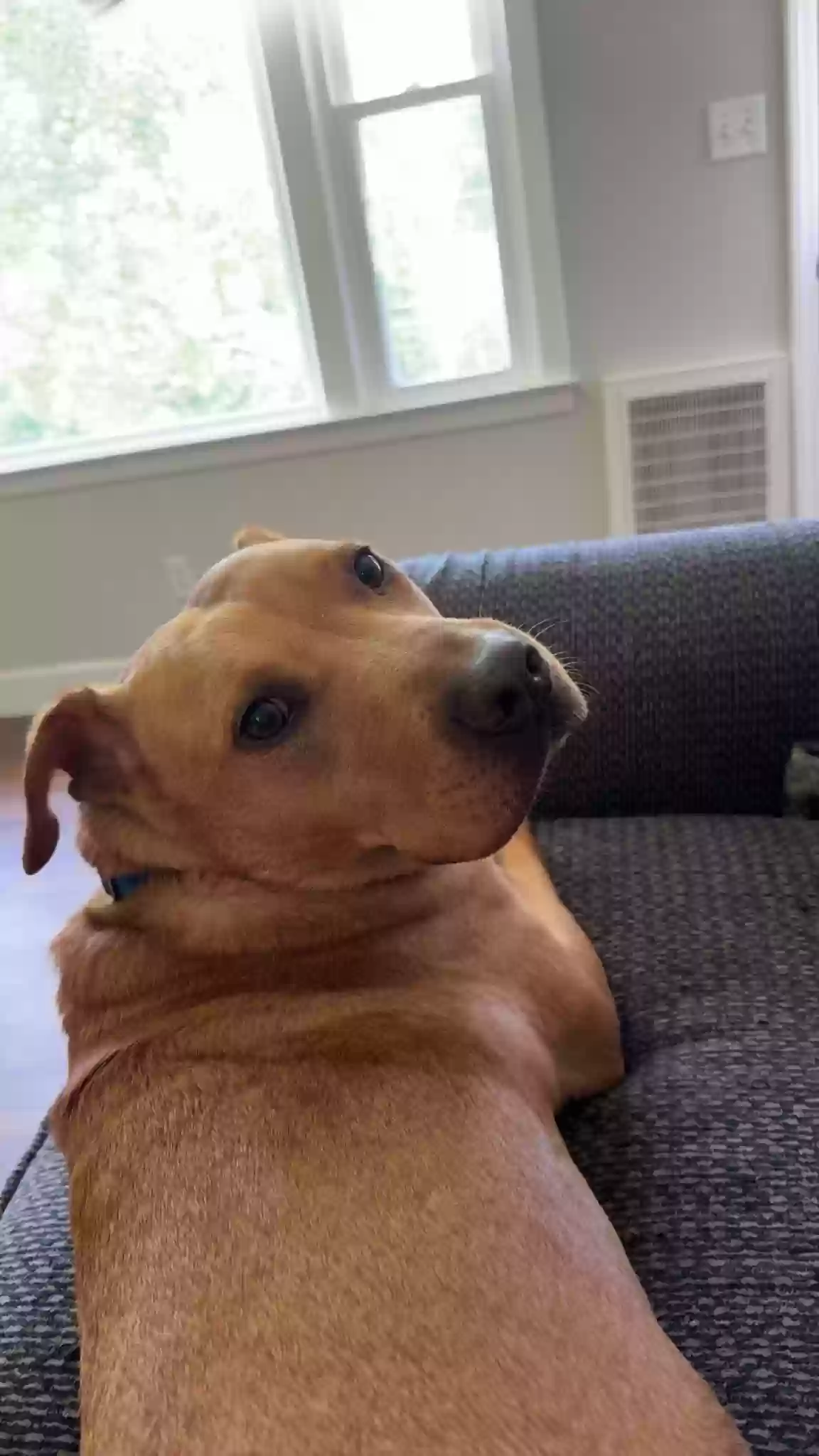 adoptable Dog in Milledgeville,GA named Boone
