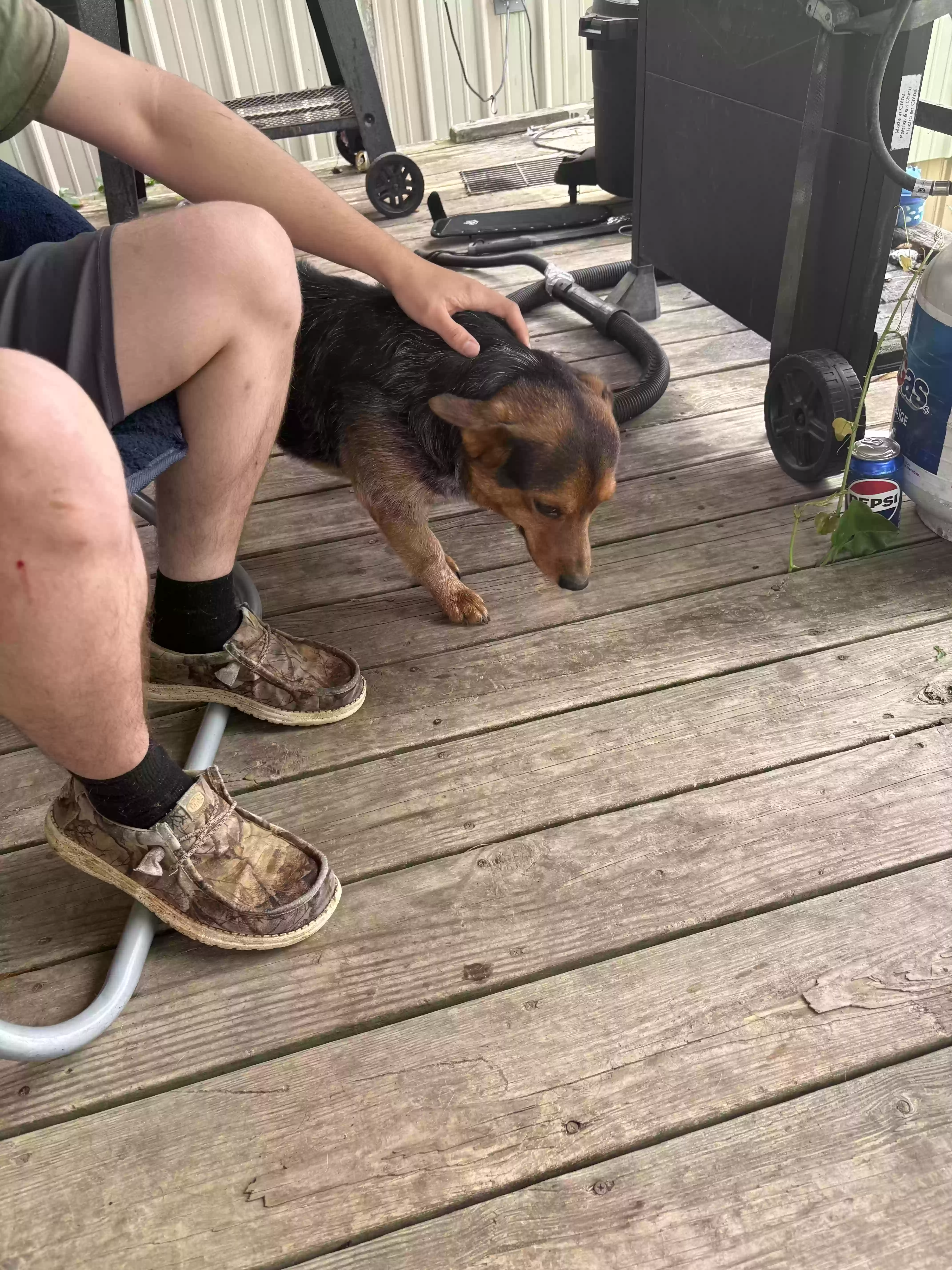 adoptable Dog in Eureka Springs,AR named Bandit