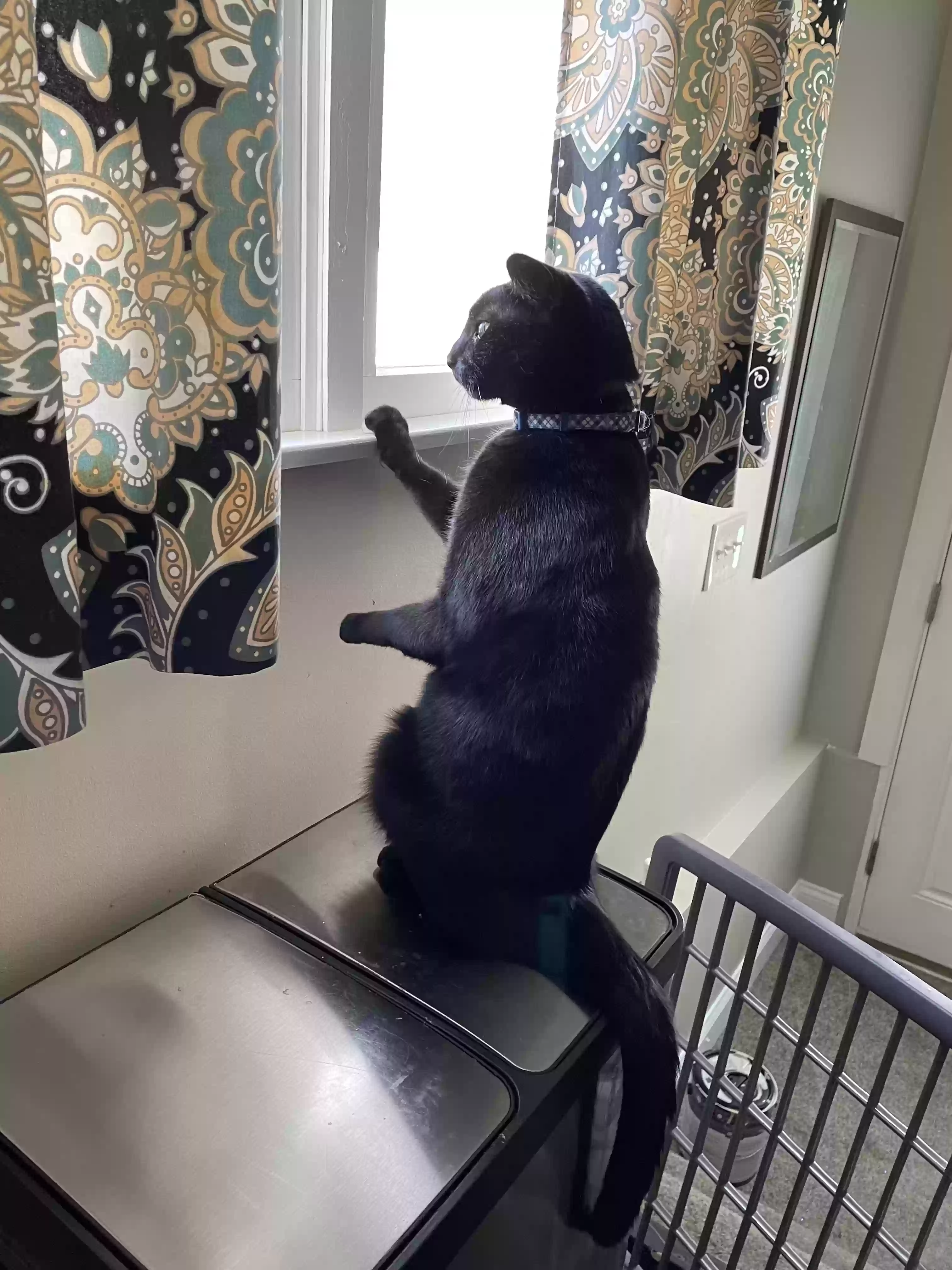 adoptable Cat in Reisterstown,MD named Rugby