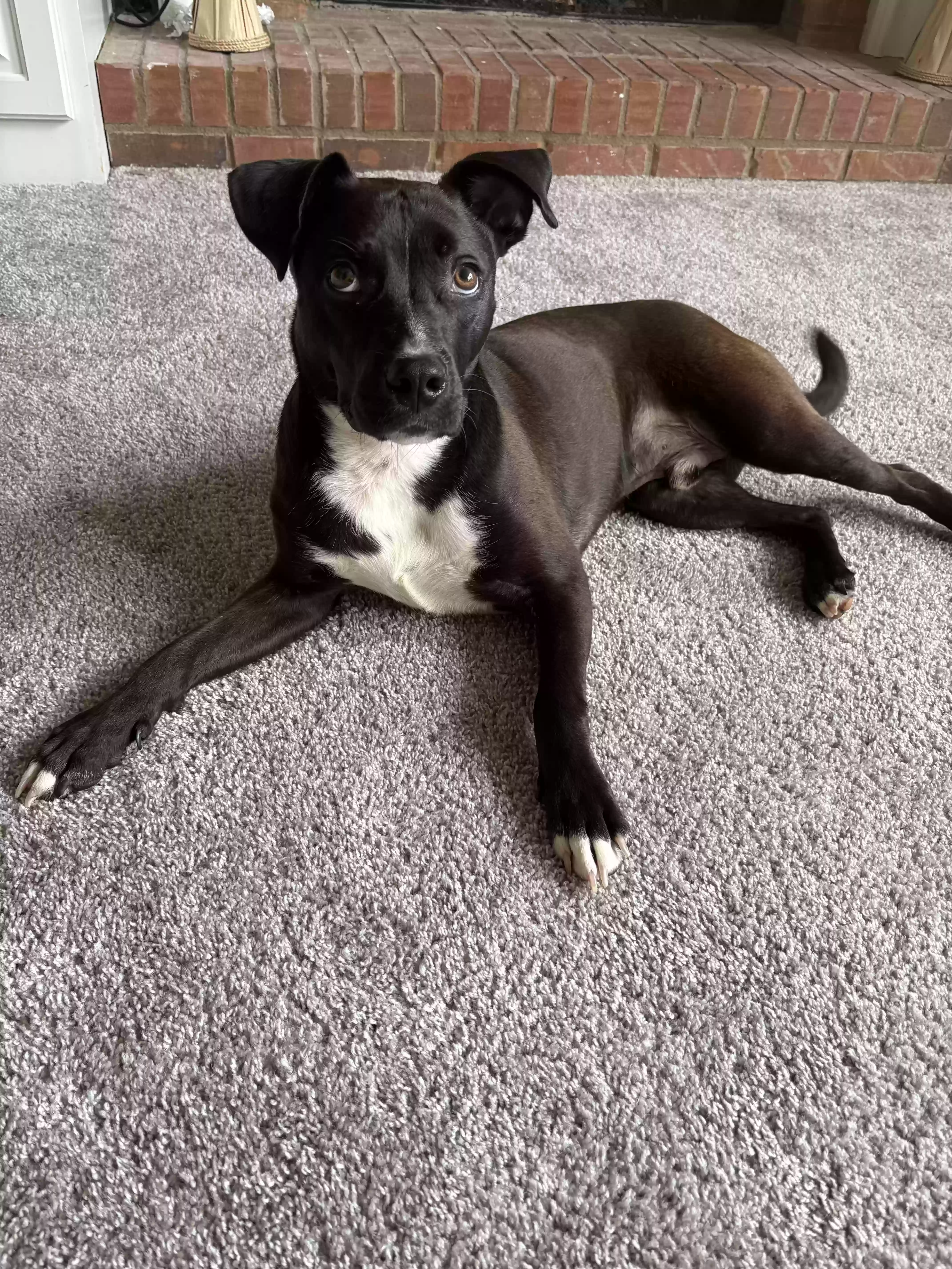 adoptable Dog in Duluth,GA named Nike