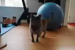 adoptable Cat in Greensboro,NC named Chi Chi