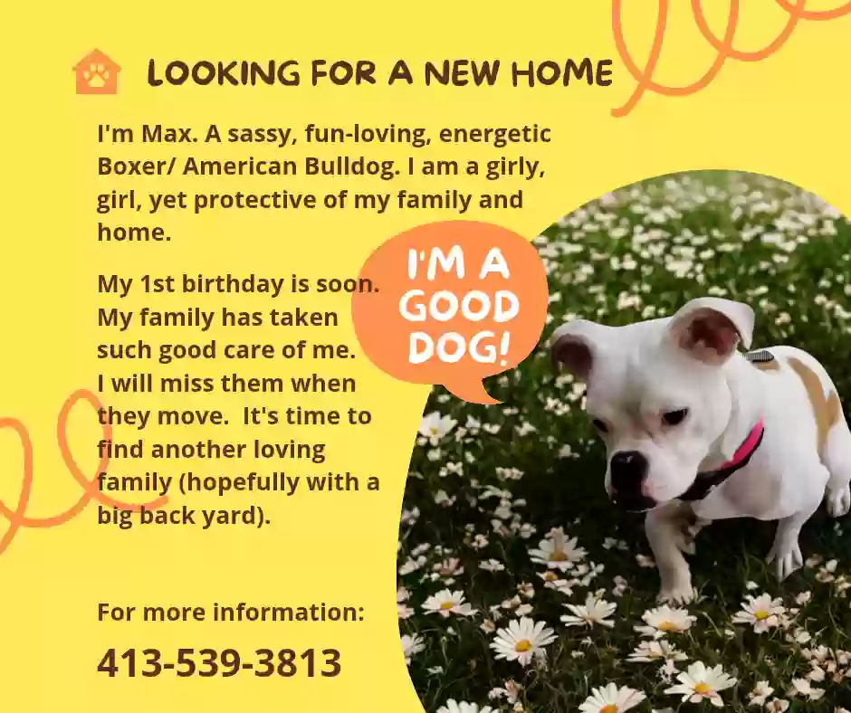 adoptable Dog in Columbia,SC named Max