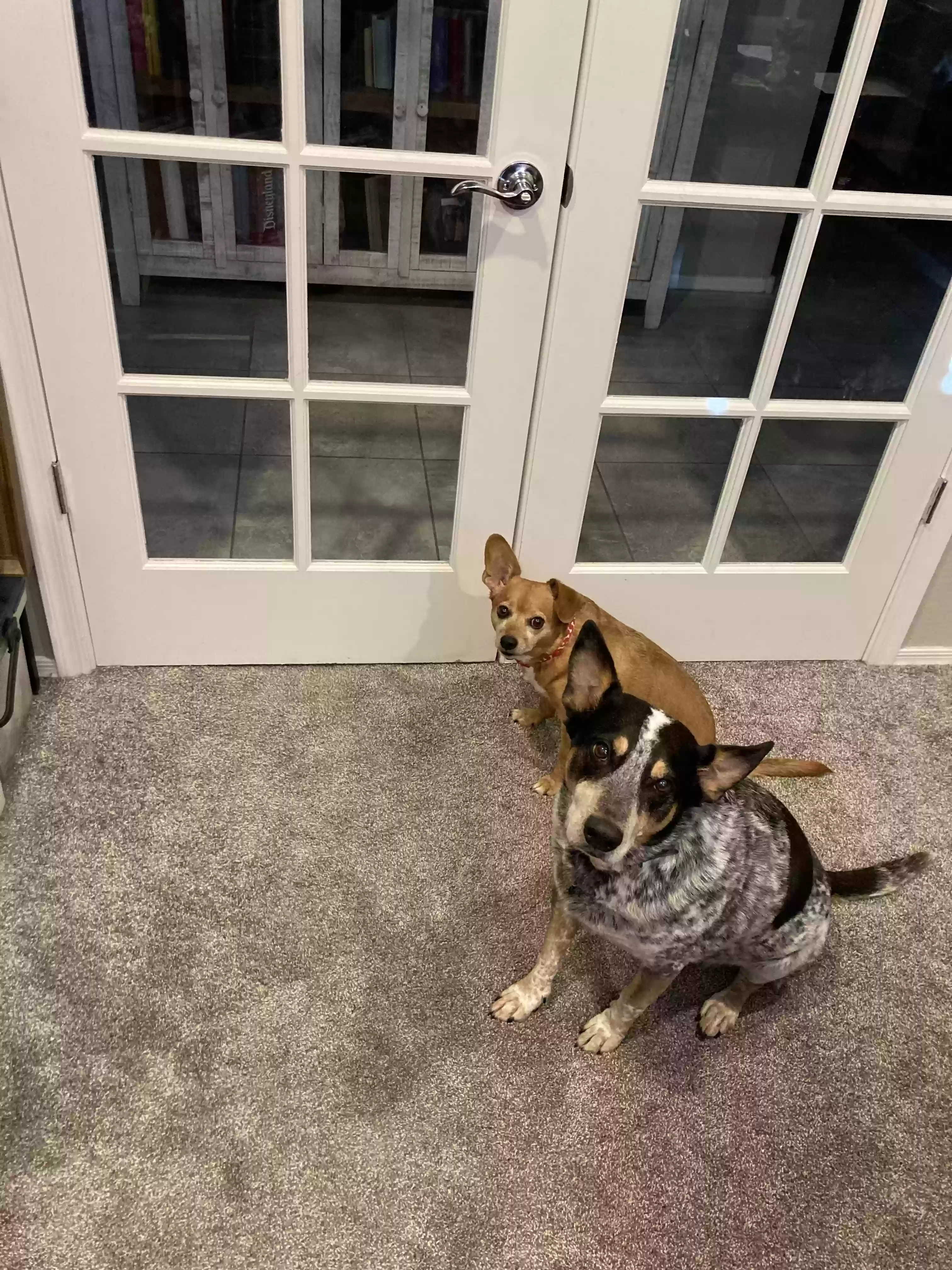 adoptable Dog in San Tan Valley,AZ named Riley