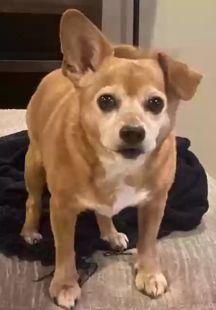 adoptable Dog in San Tan Valley,AZ named Cooper