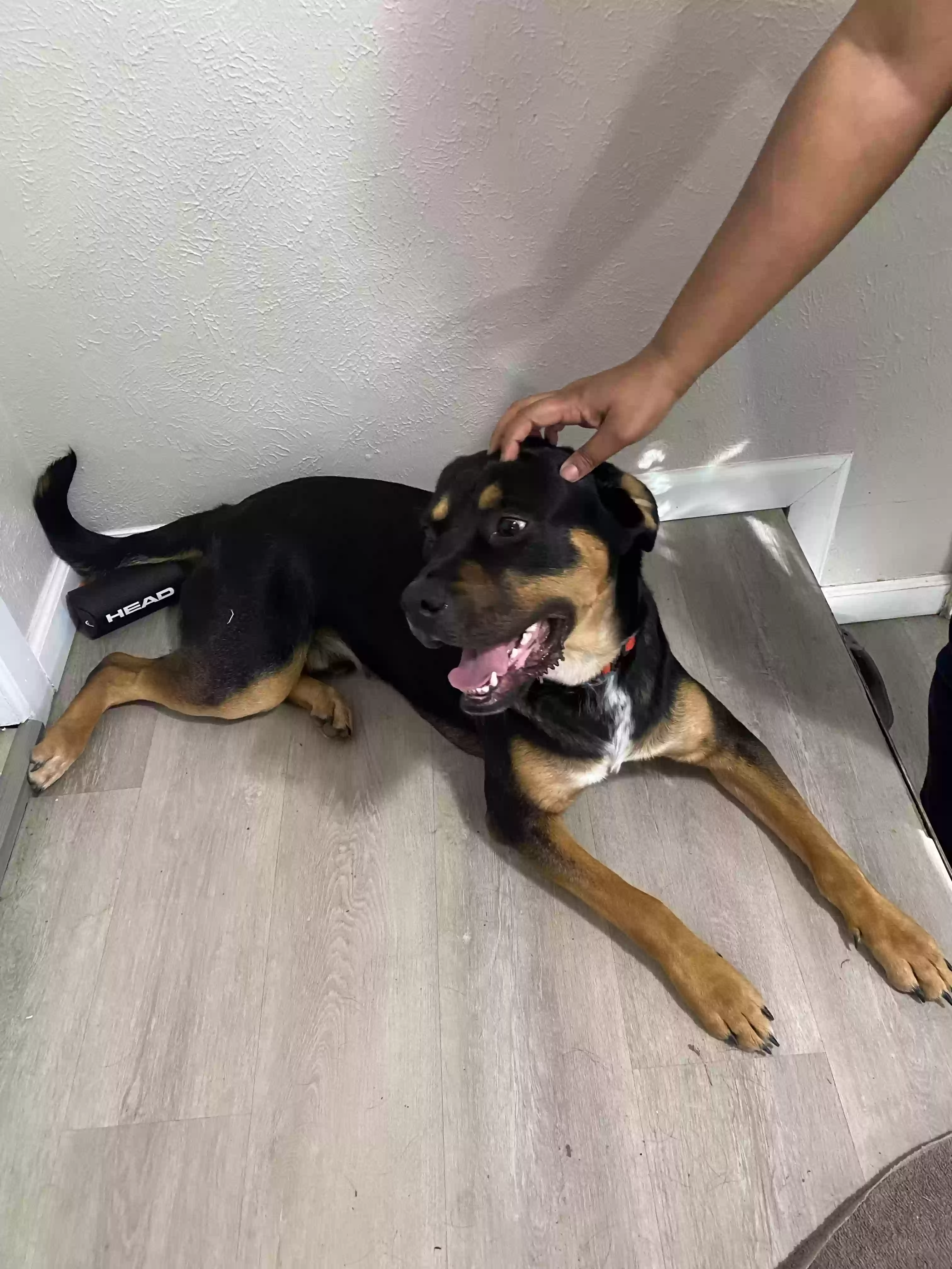adoptable Dog in Balch Springs,TX named Buddy