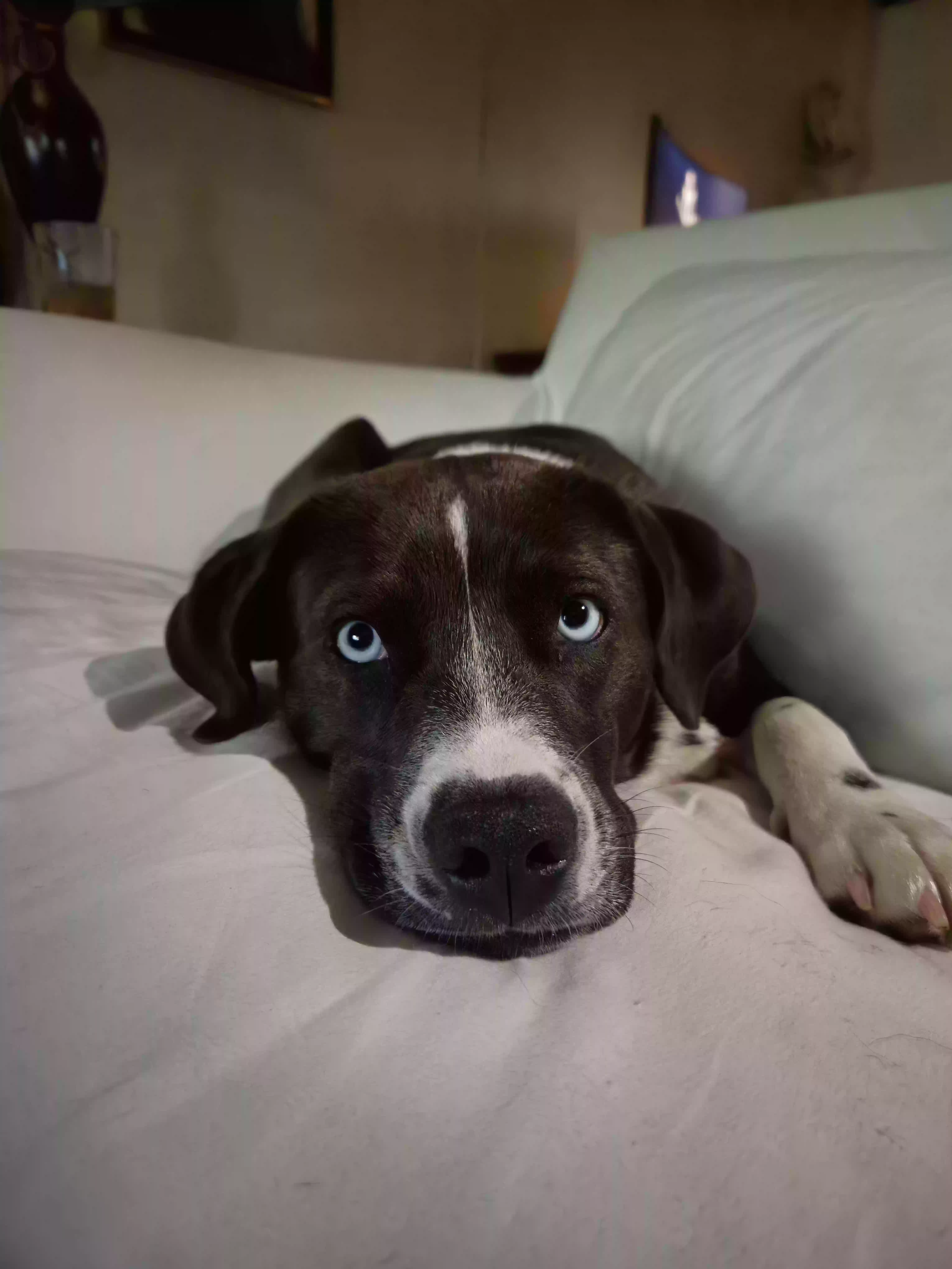 adoptable Dog in Red Springs,NC named Sasha