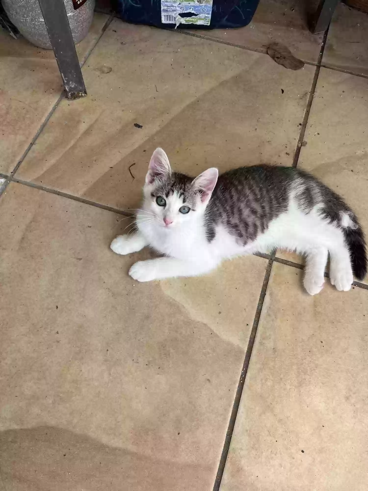 adoptable Cat in Garland,TX named Bonnie