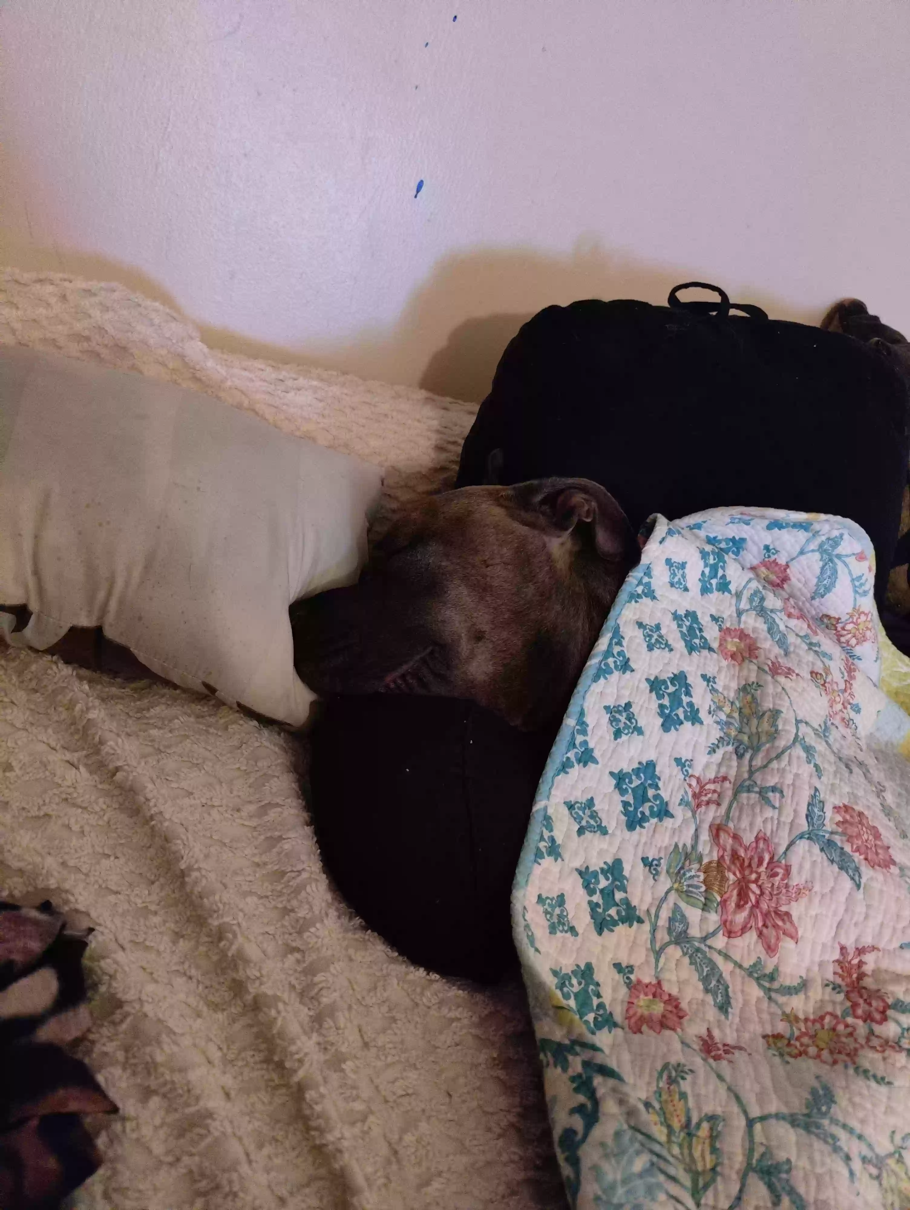 adoptable Dog in Battle Creek,MI named Earl