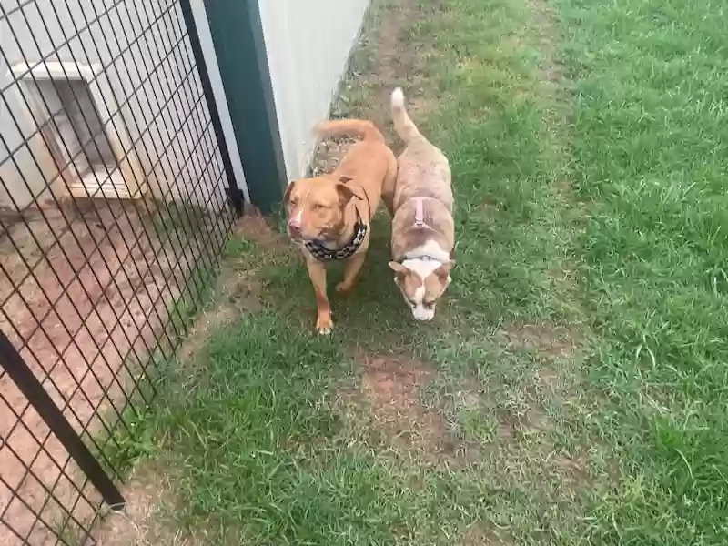 adoptable Dog in New Braunfels,TX named Jack