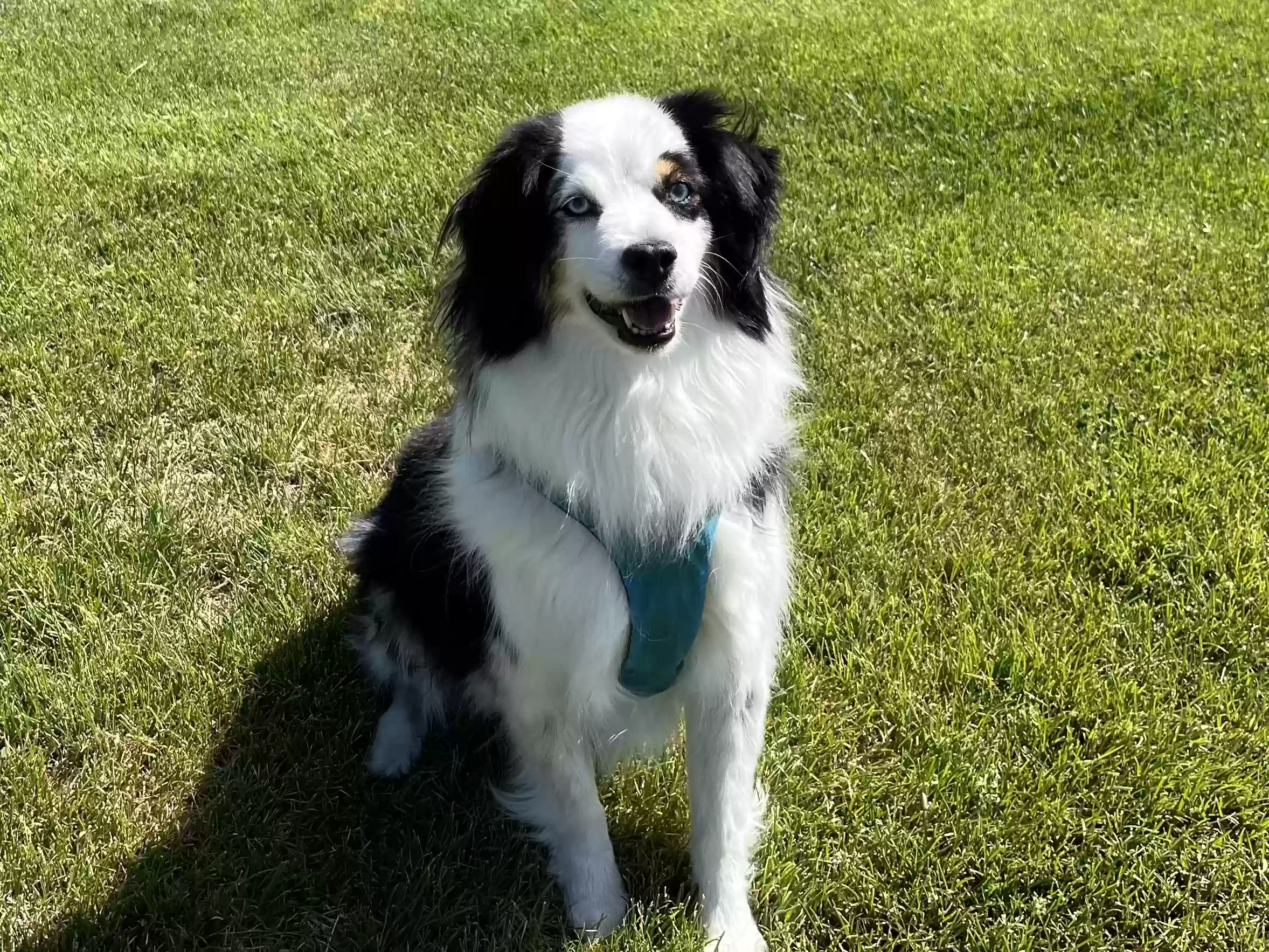 adoptable Dog in Bend,OR named Blue