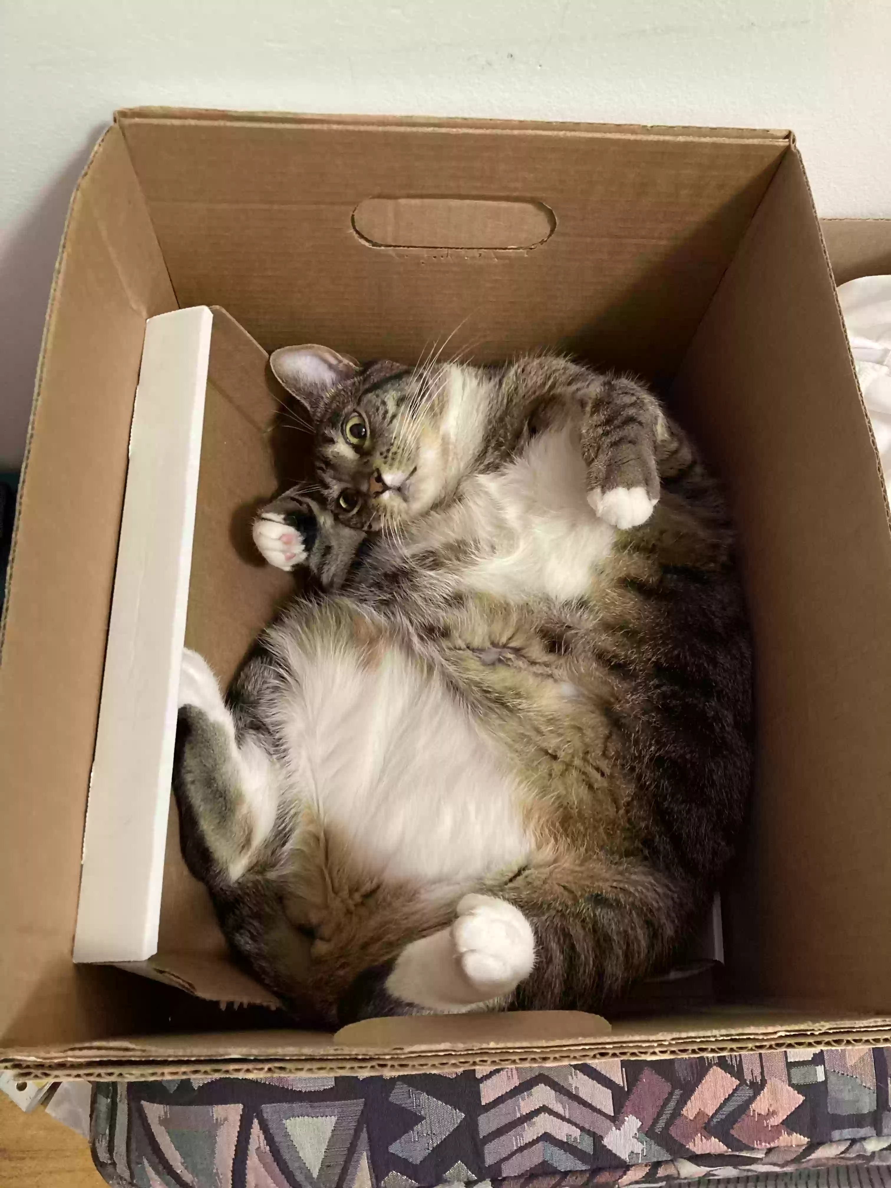 adoptable Cat in Brooklyn,NY named Cookie