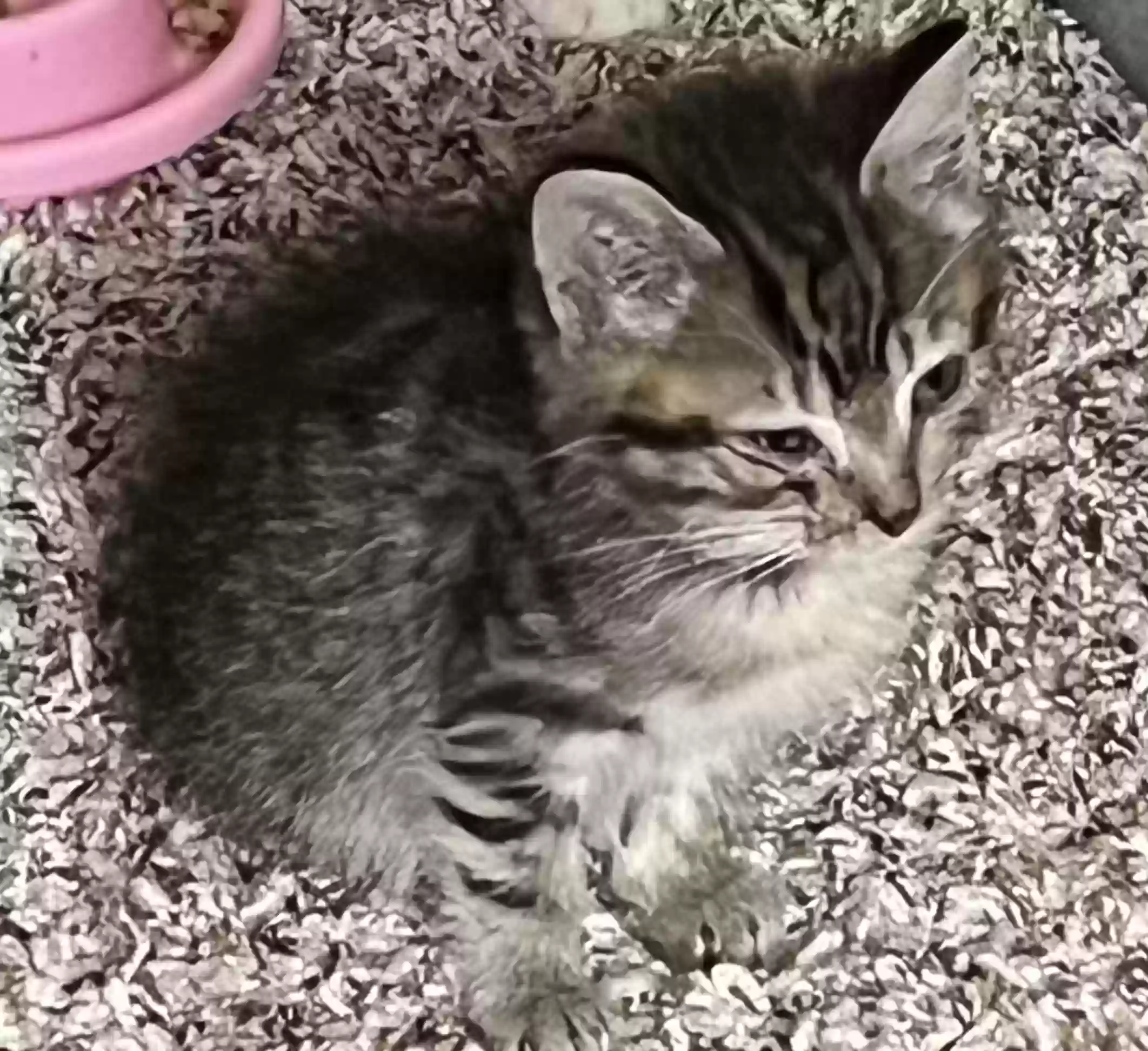 adoptable Cat in Stone Mountain,GA named Tiger