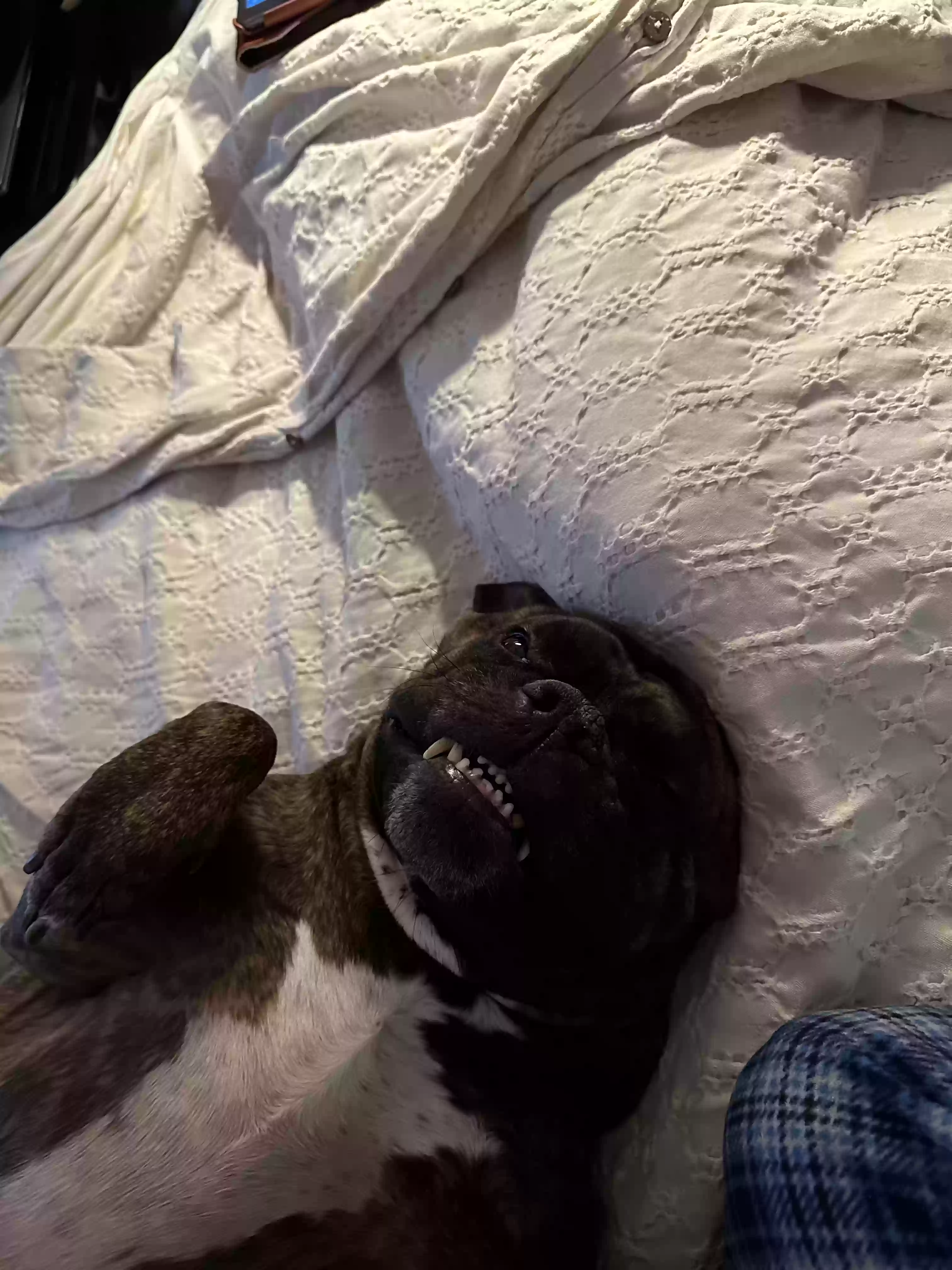 adoptable Dog in Rockville,MD named Calvin