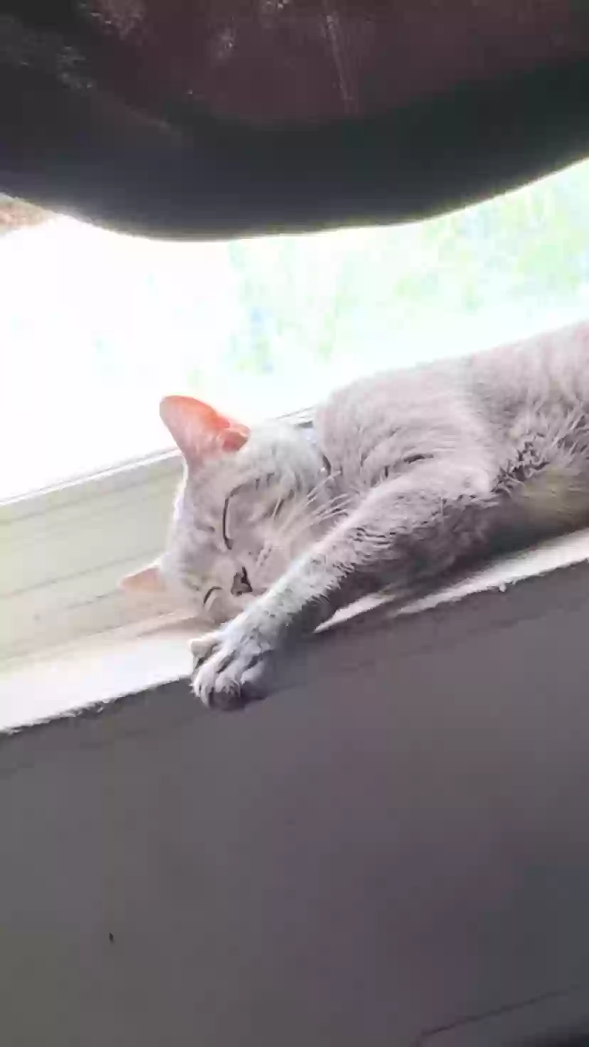 adoptable Cat in Chicago,IL named Kayden
