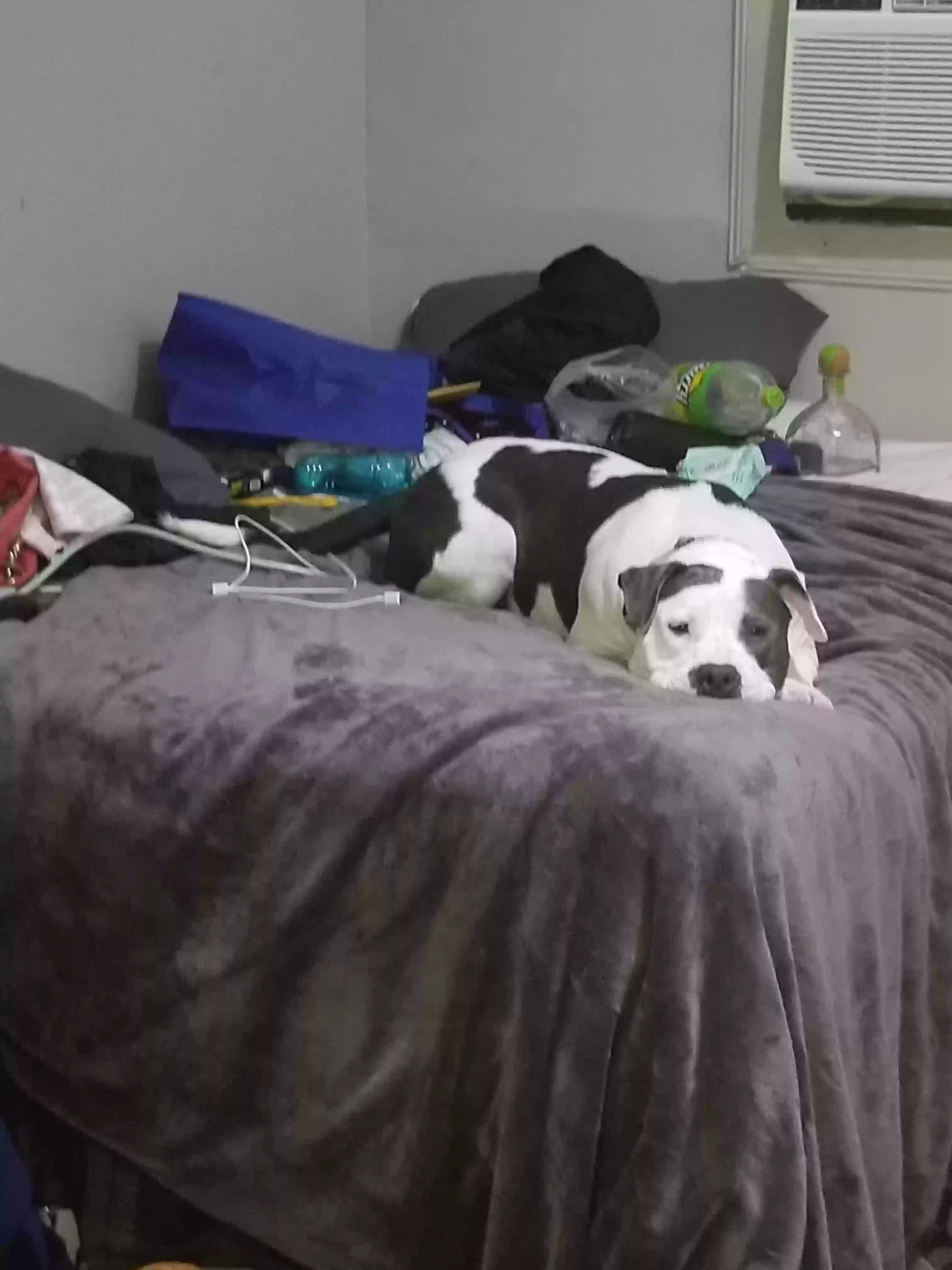 adoptable Dog in Springfield,IL named Chip