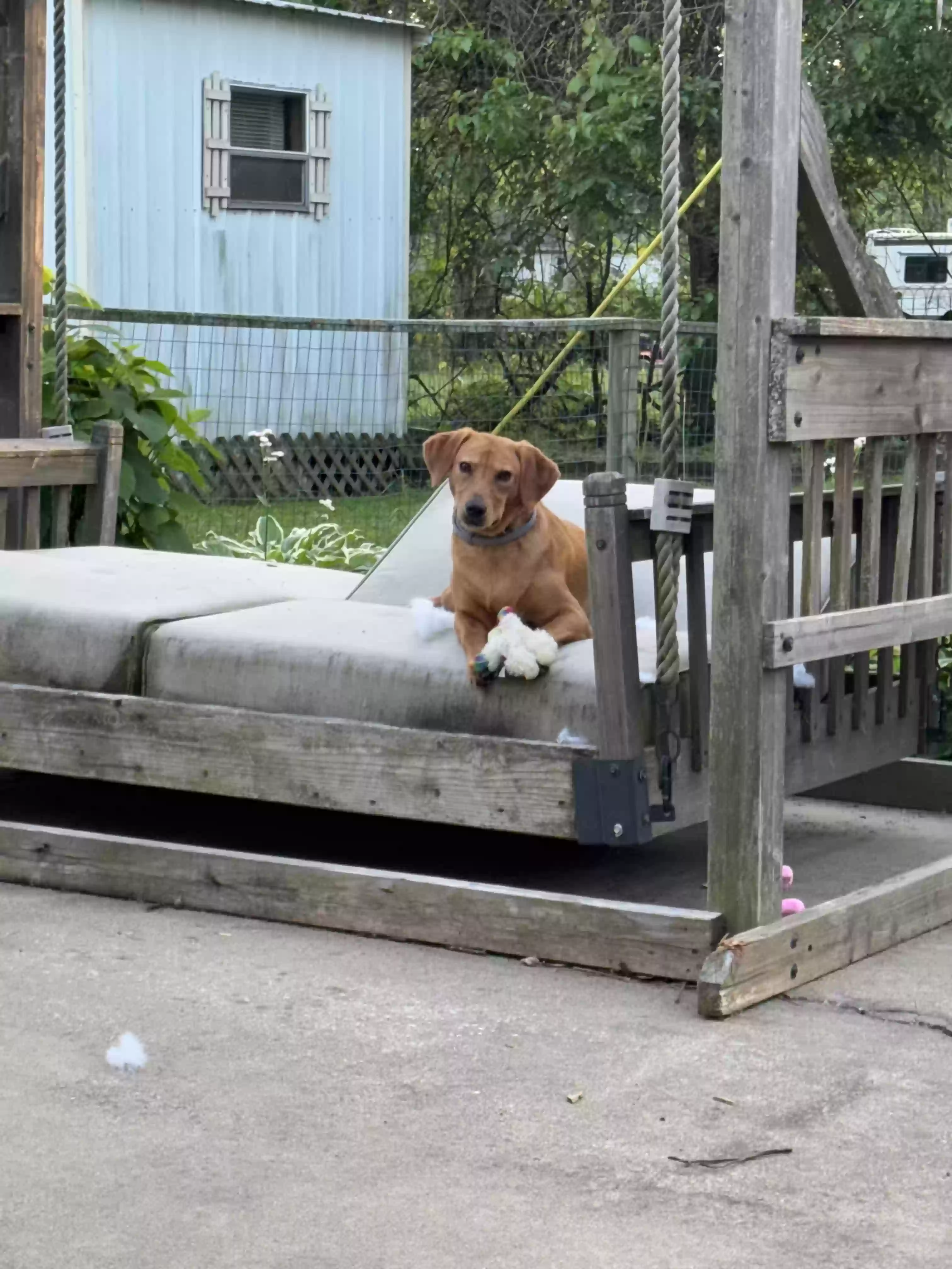adoptable Dog in Evansville,IN named Ruby