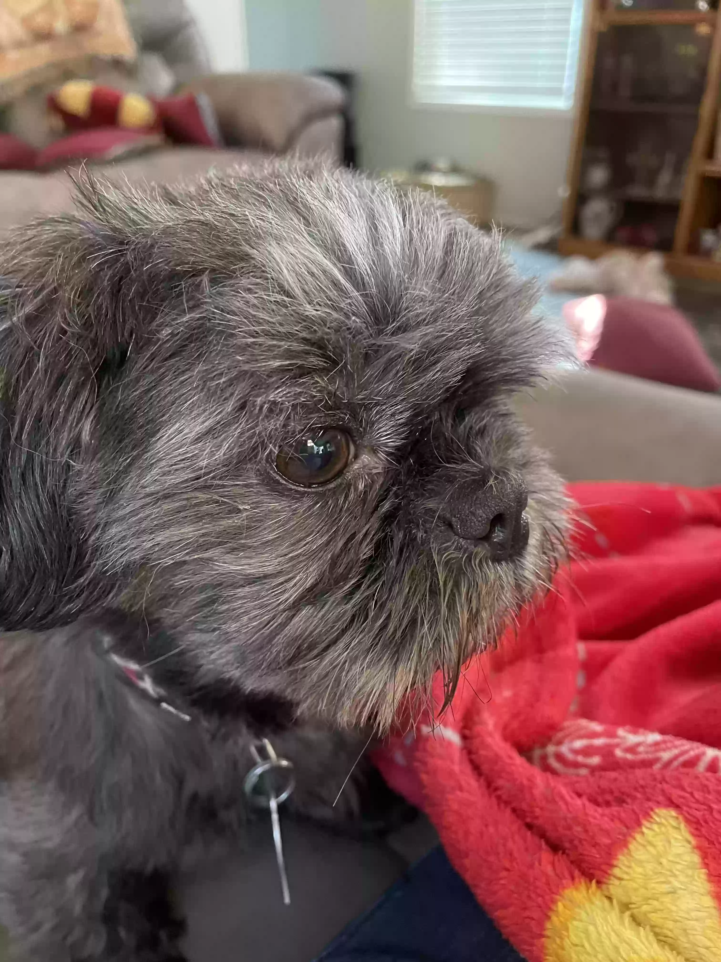 adoptable Dog in Gardendale,AL named Maxwell