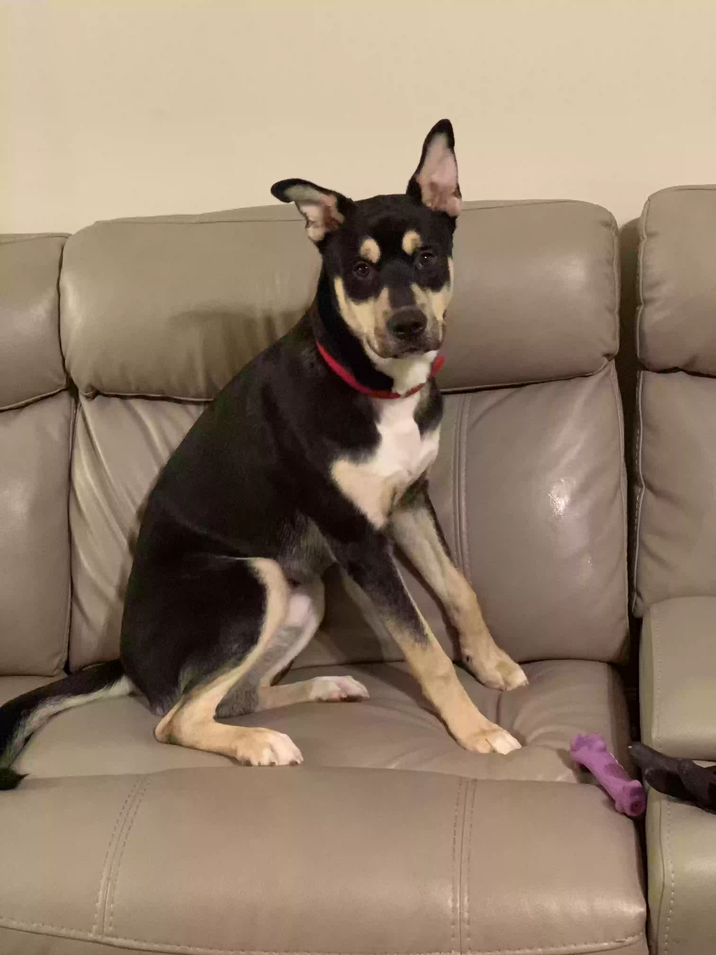 adoptable Dog in Atlanta,GA named