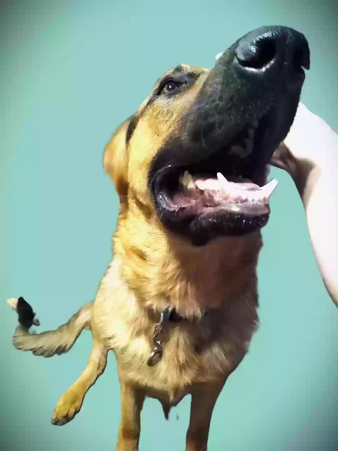 adoptable Dog in Mesa,AZ named Ash