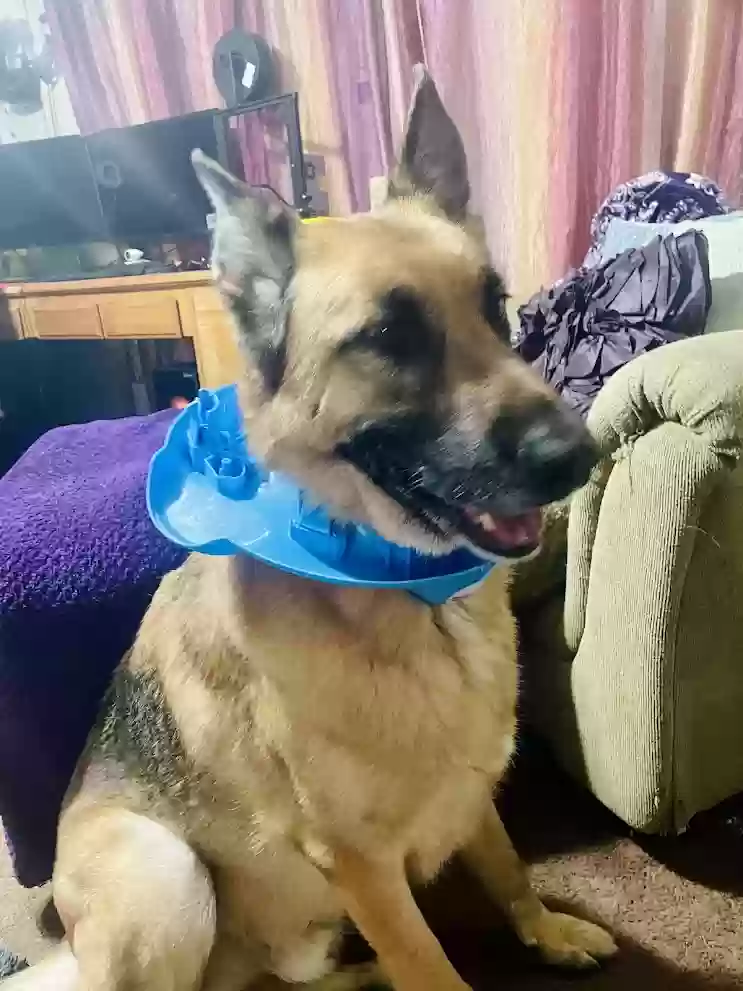 adoptable Dog in Mesa,AZ named Cinder