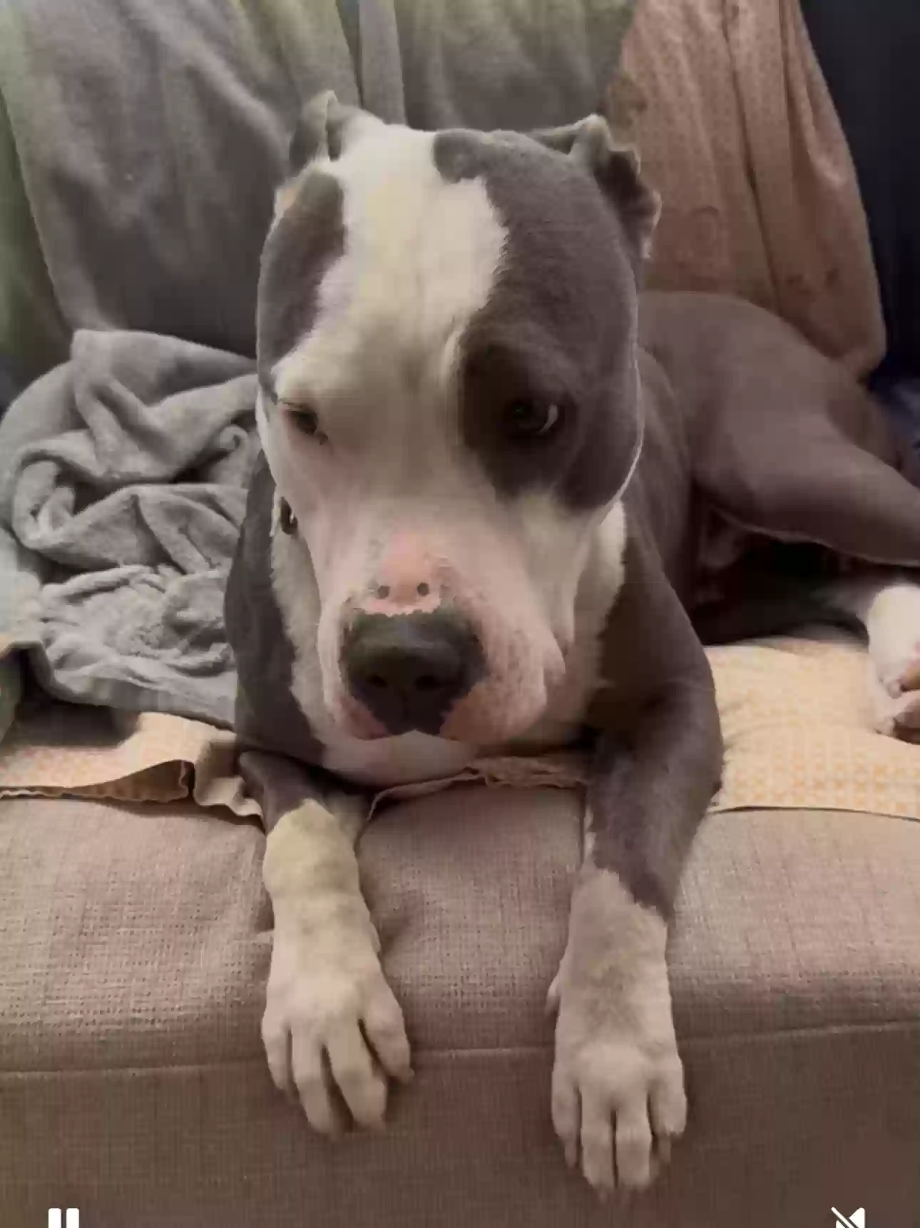 adoptable Dog in El Centro,CA named Zero