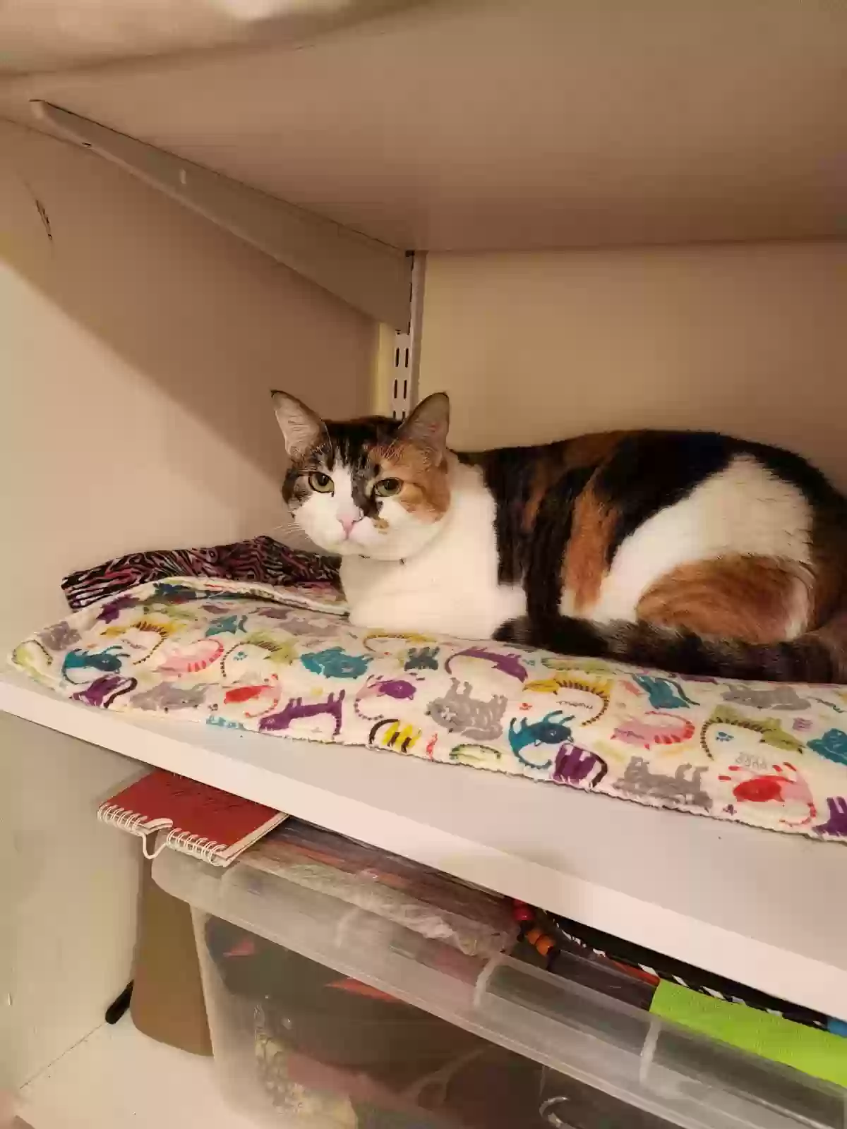 adoptable Cat in Mahwah,NJ named Ginger