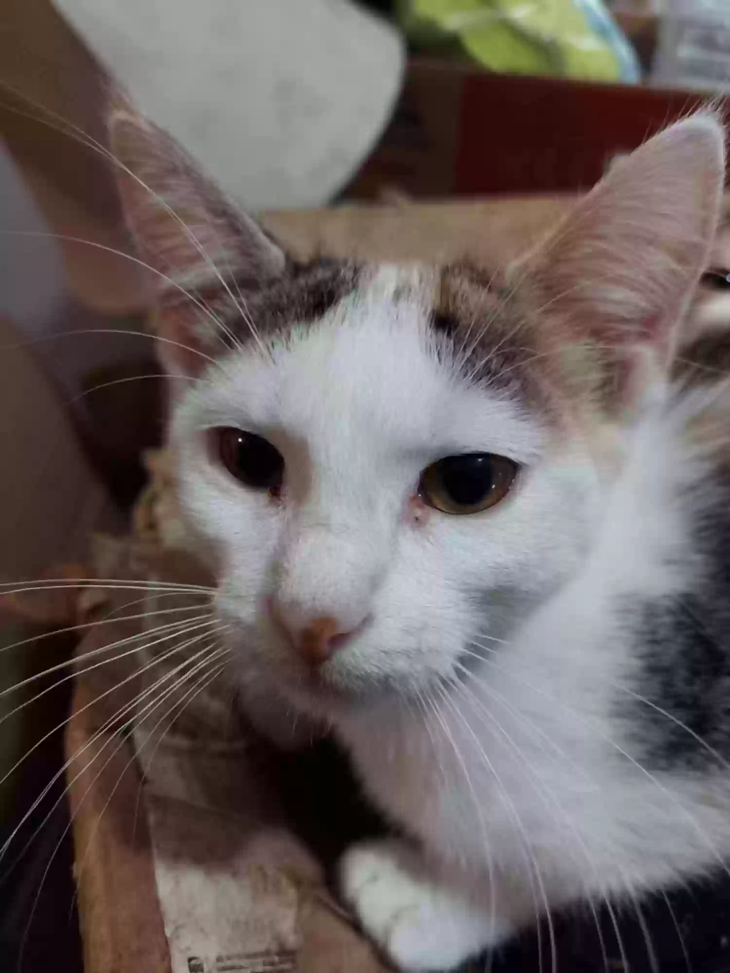 adoptable Cat in Cadet,MO named Venus