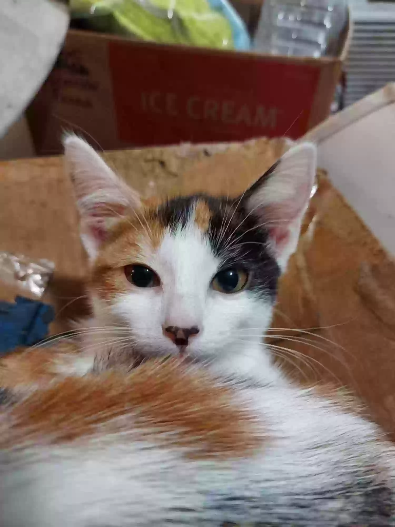 adoptable Cat in Cadet,MO named Mars