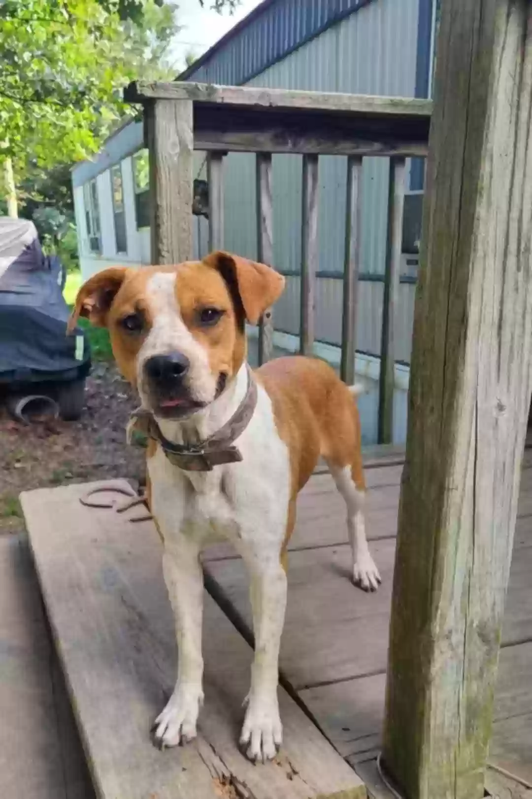 adoptable Dog in Cadet,MO named Mona