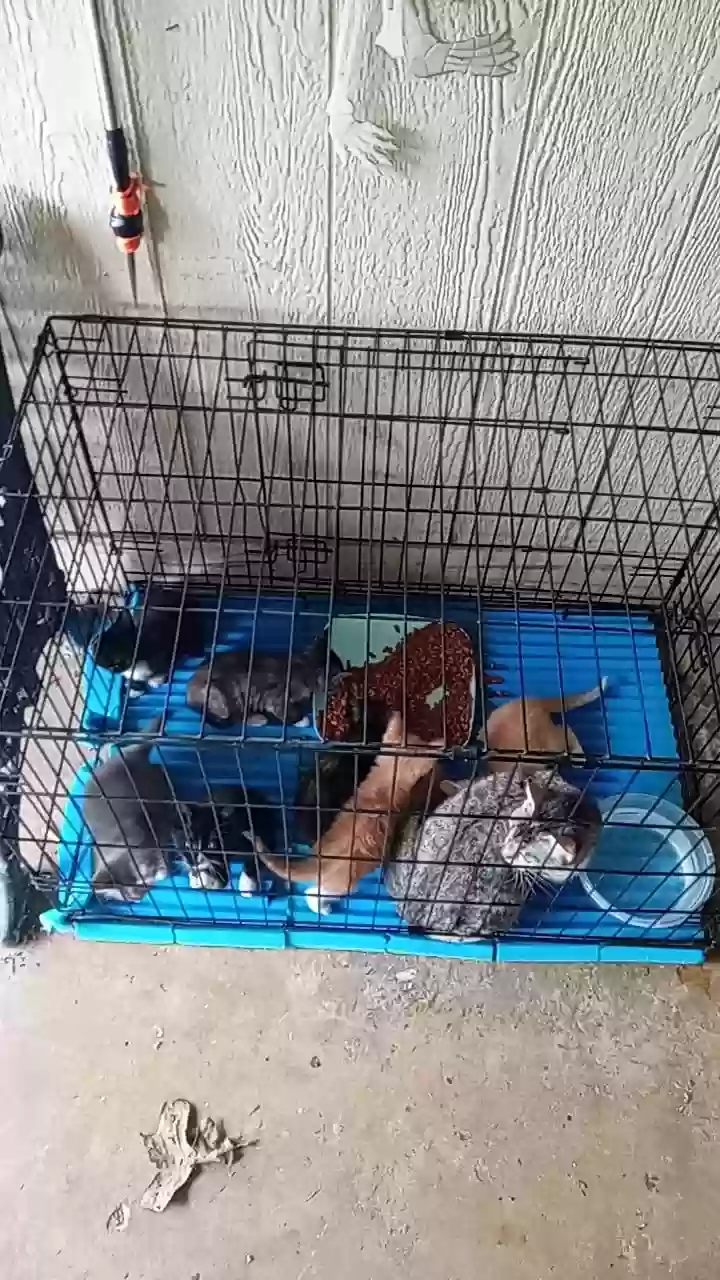 adoptable Cat in Kilgore,TX named