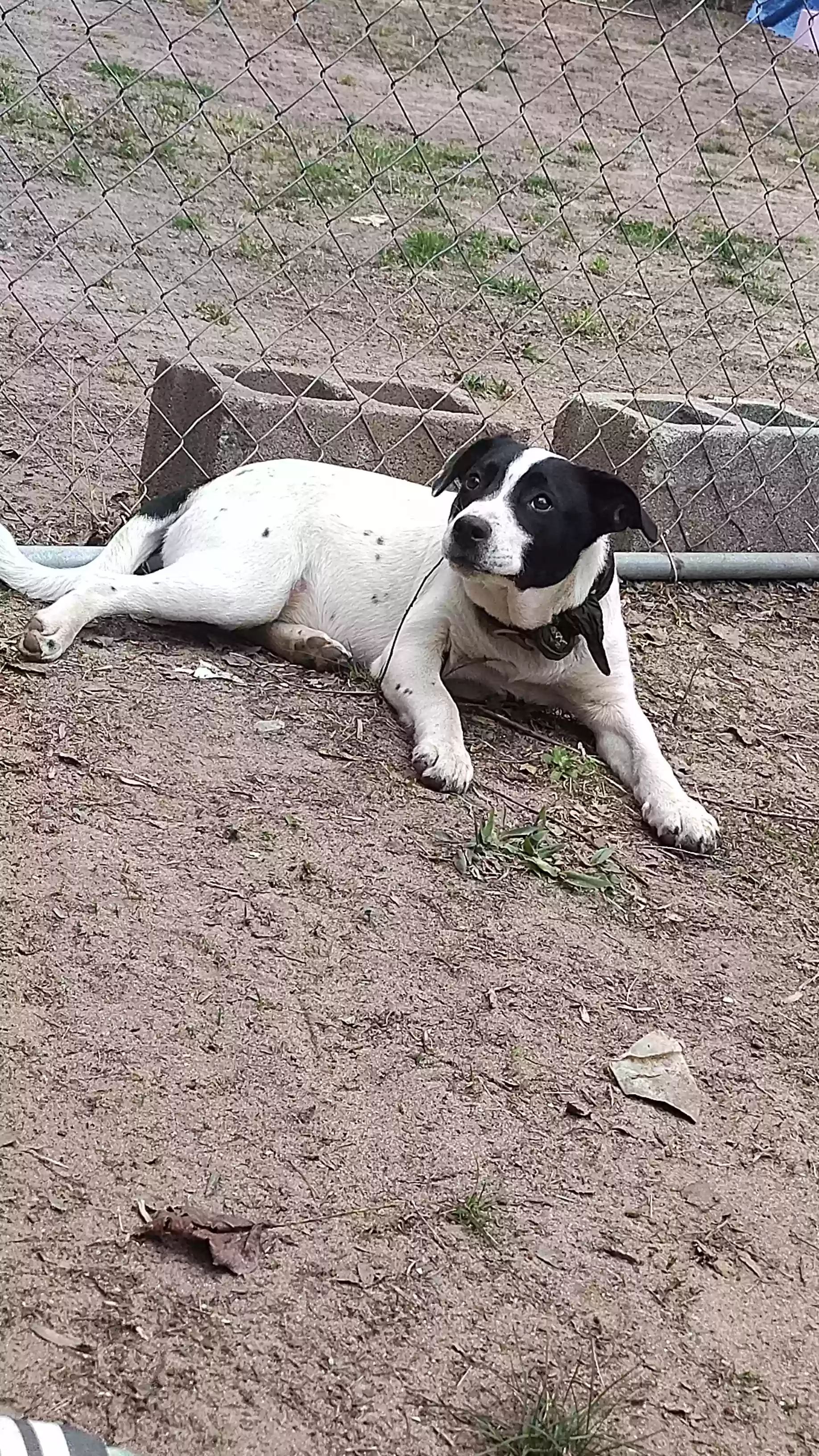 adoptable Dog in Connellys Springs,NC named Eva eve