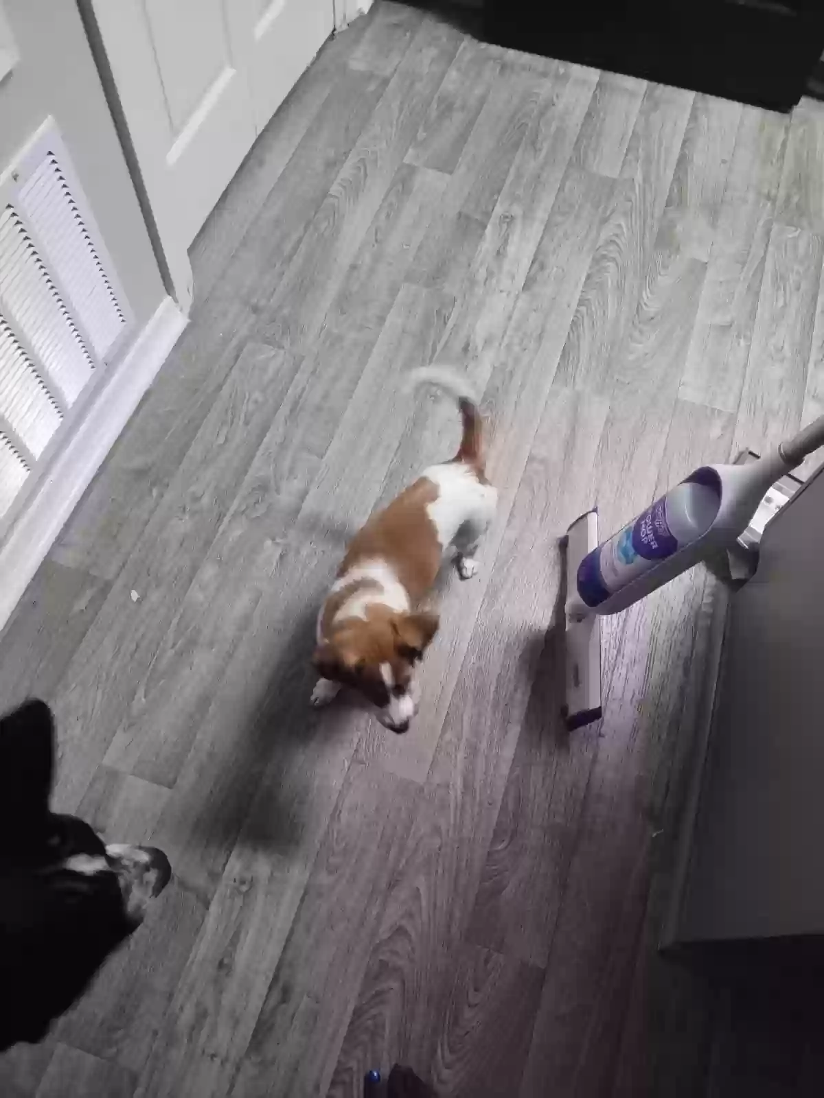 adoptable Dog in Stone Mountain,GA named Chloe