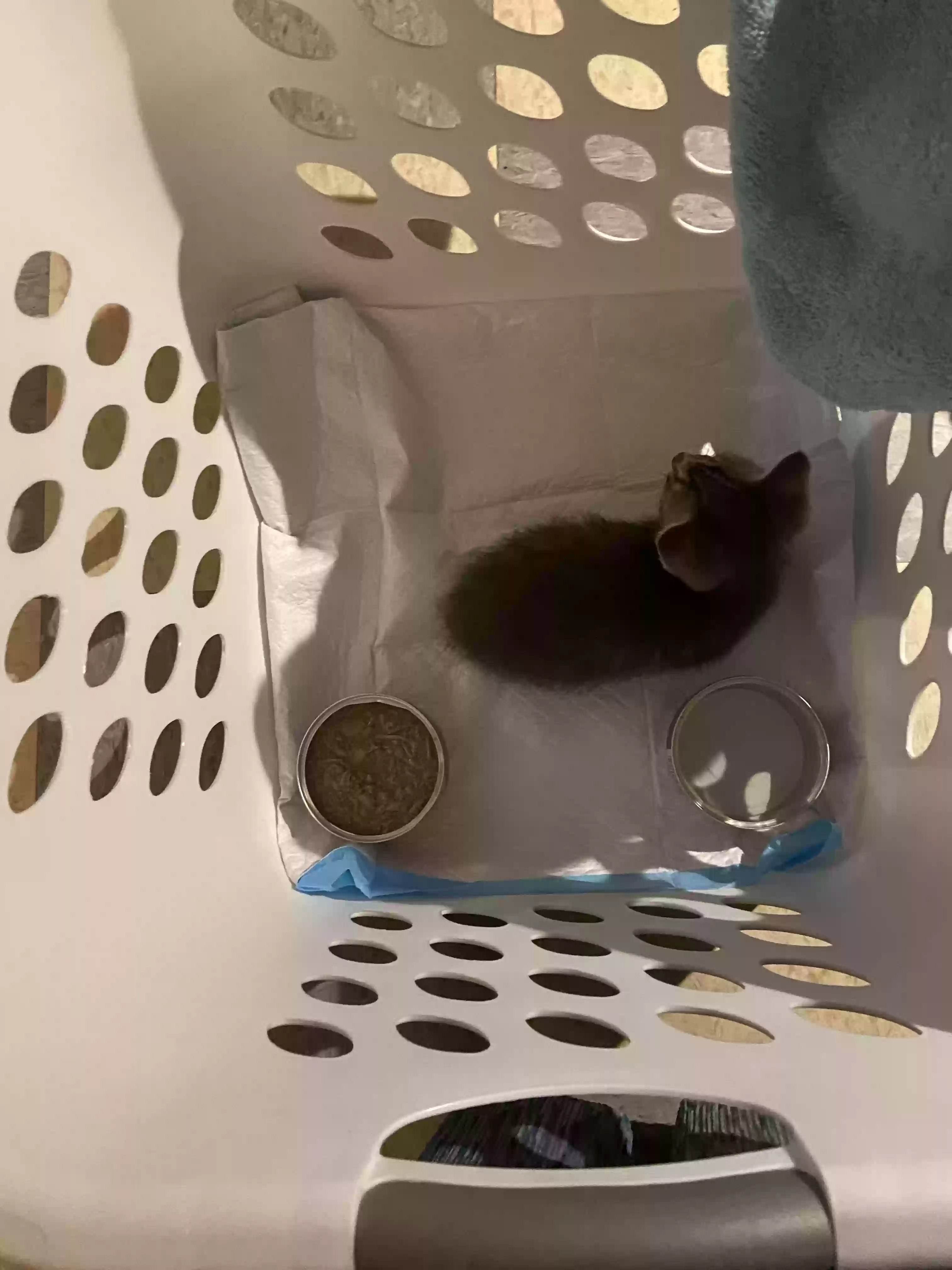adoptable Cat in Reidsville,NC named