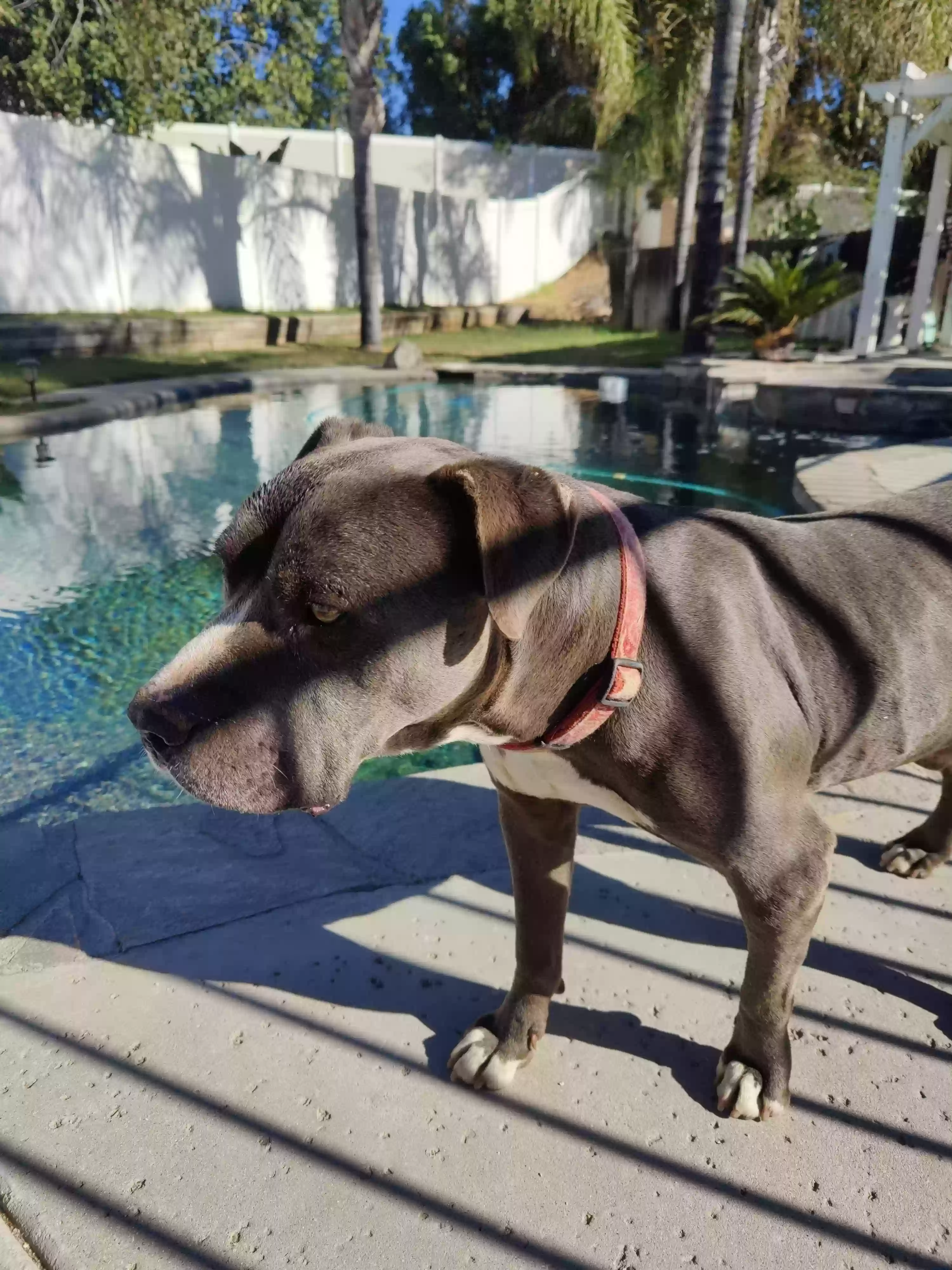 adoptable Dog in Riverside,CA named Buster