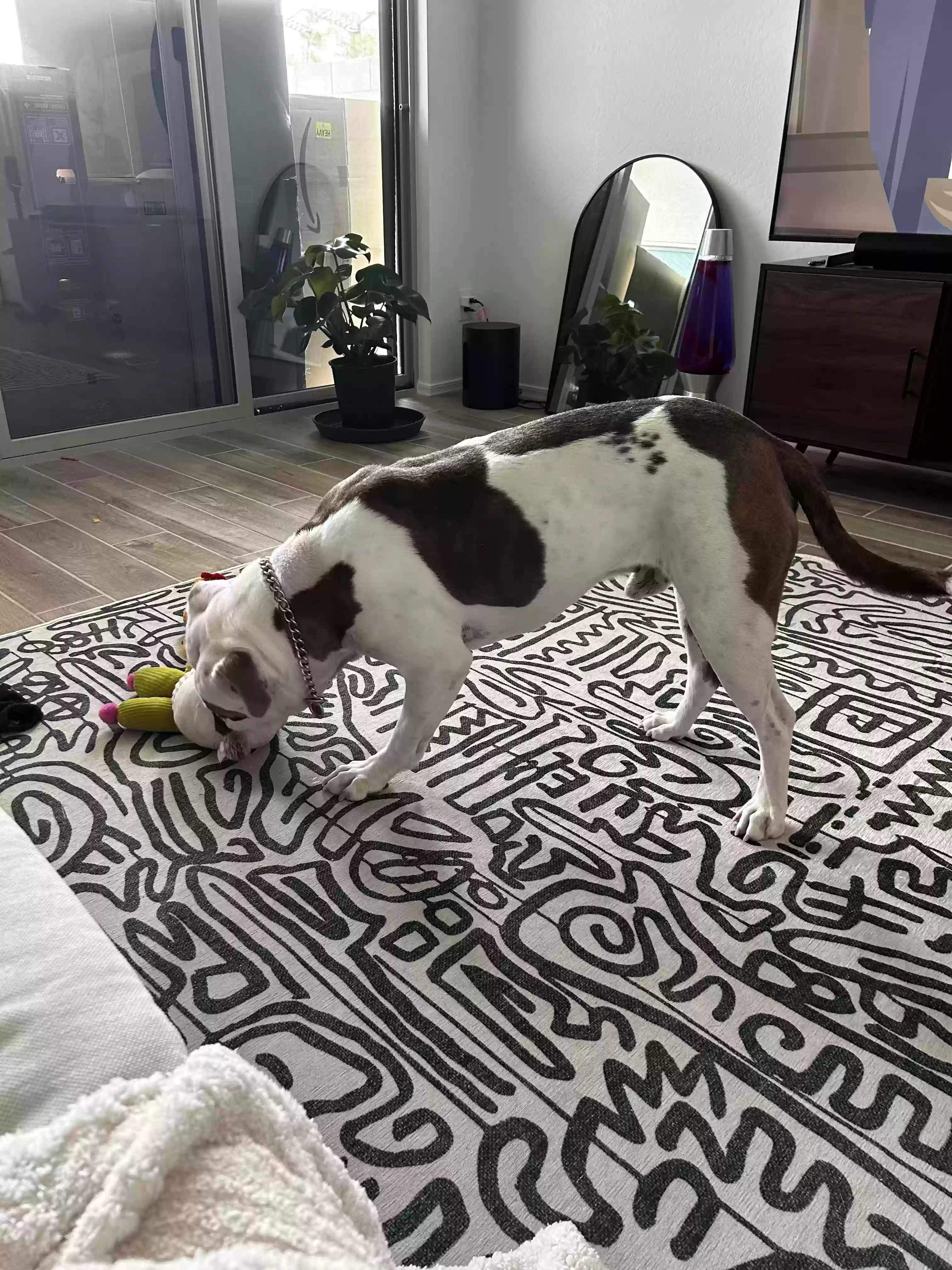 adoptable Dog in San Tan Valley,AZ named Blue