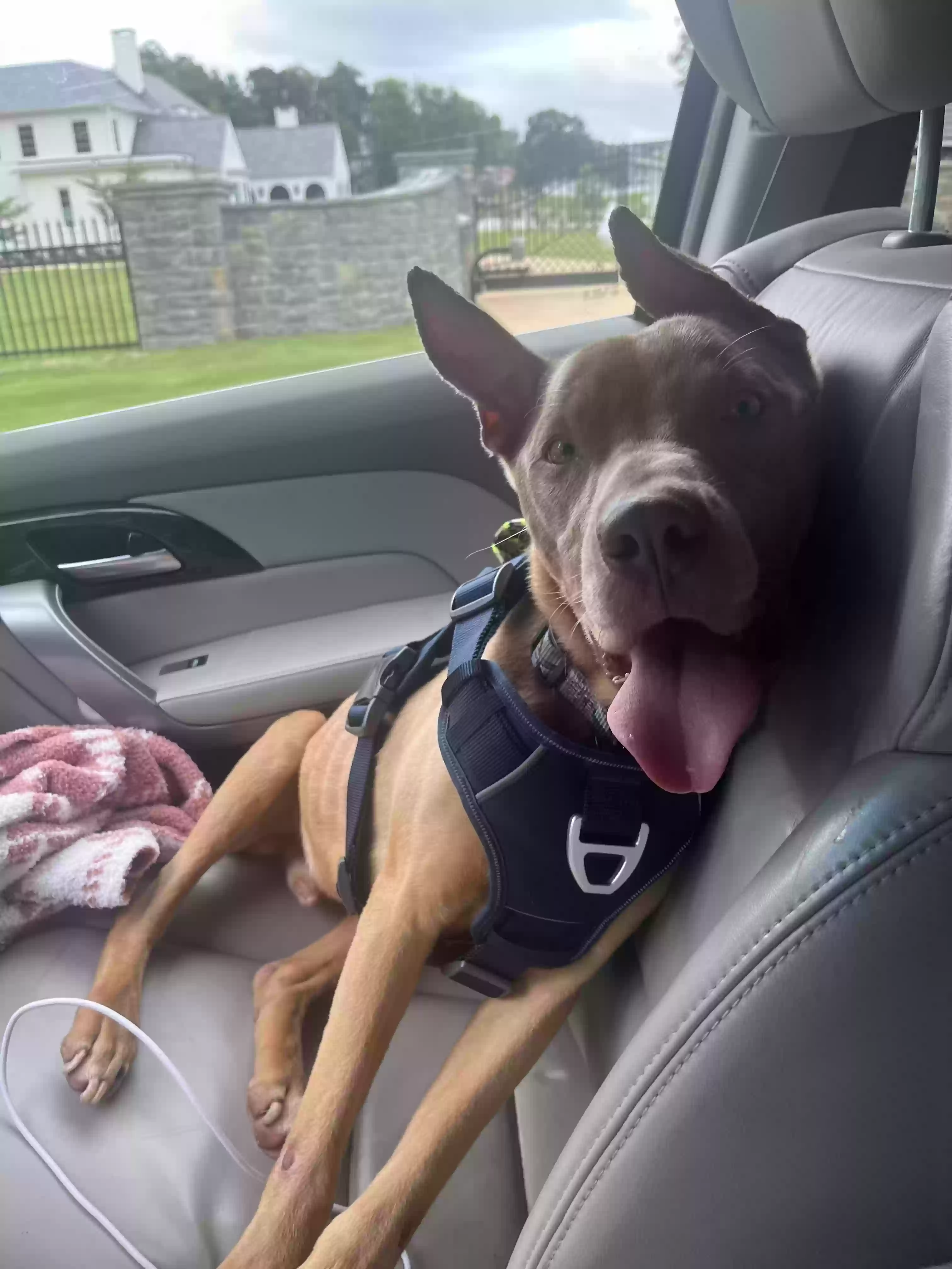 adoptable Dog in Cartersville,GA named Luther