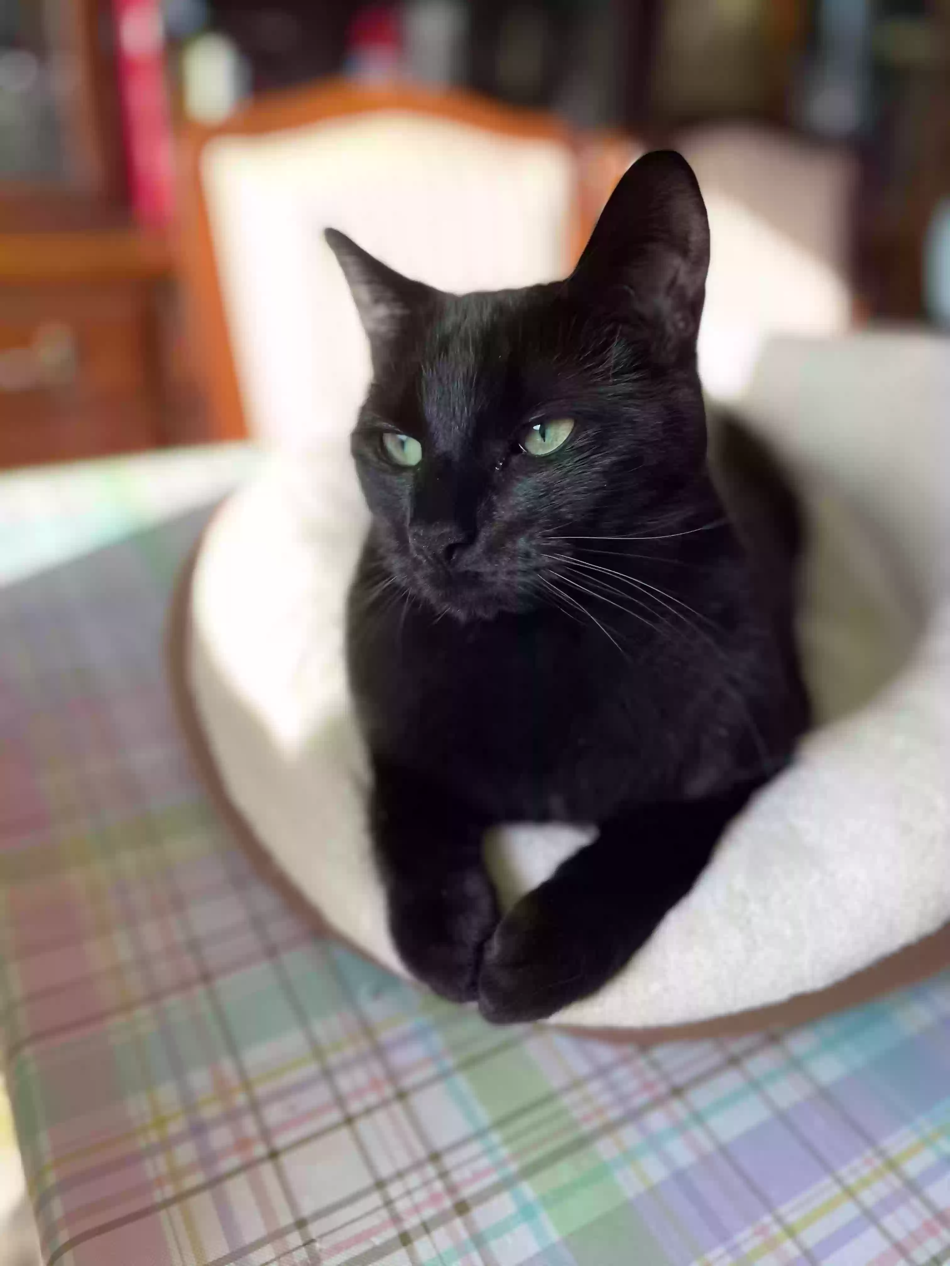 adoptable Cat in Fredericksburg,VA named Cosmo