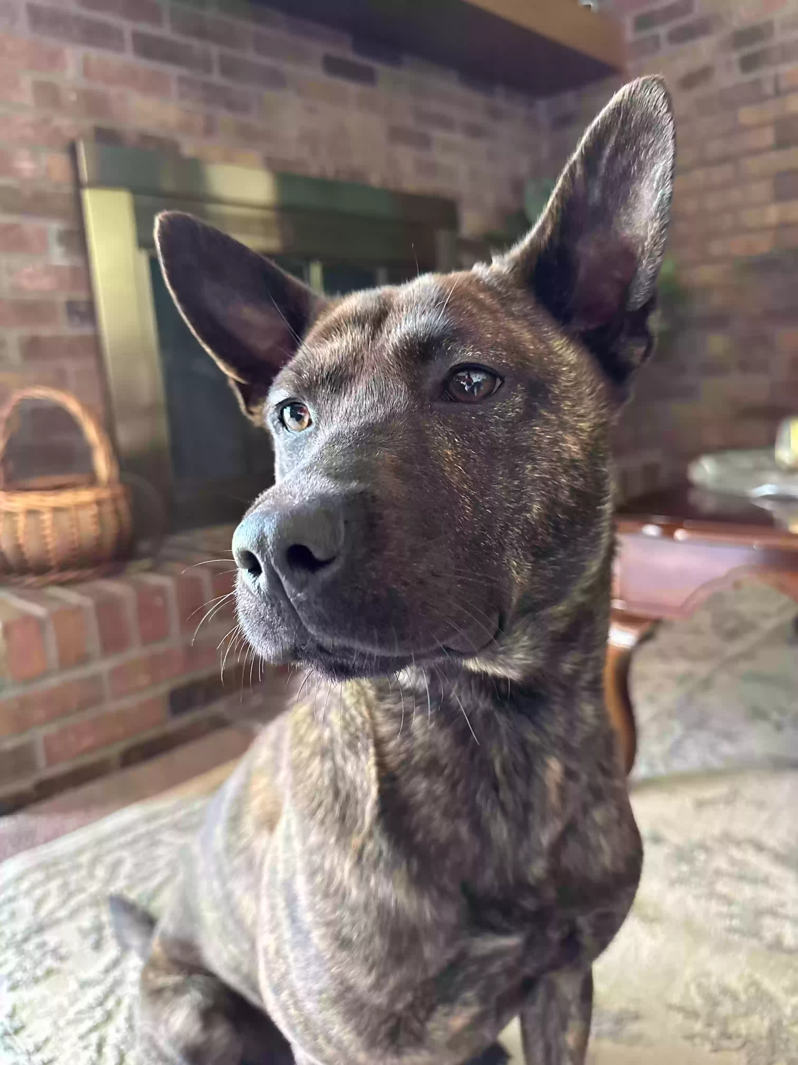 adoptable Dog in Mcdonough,GA named Rusty