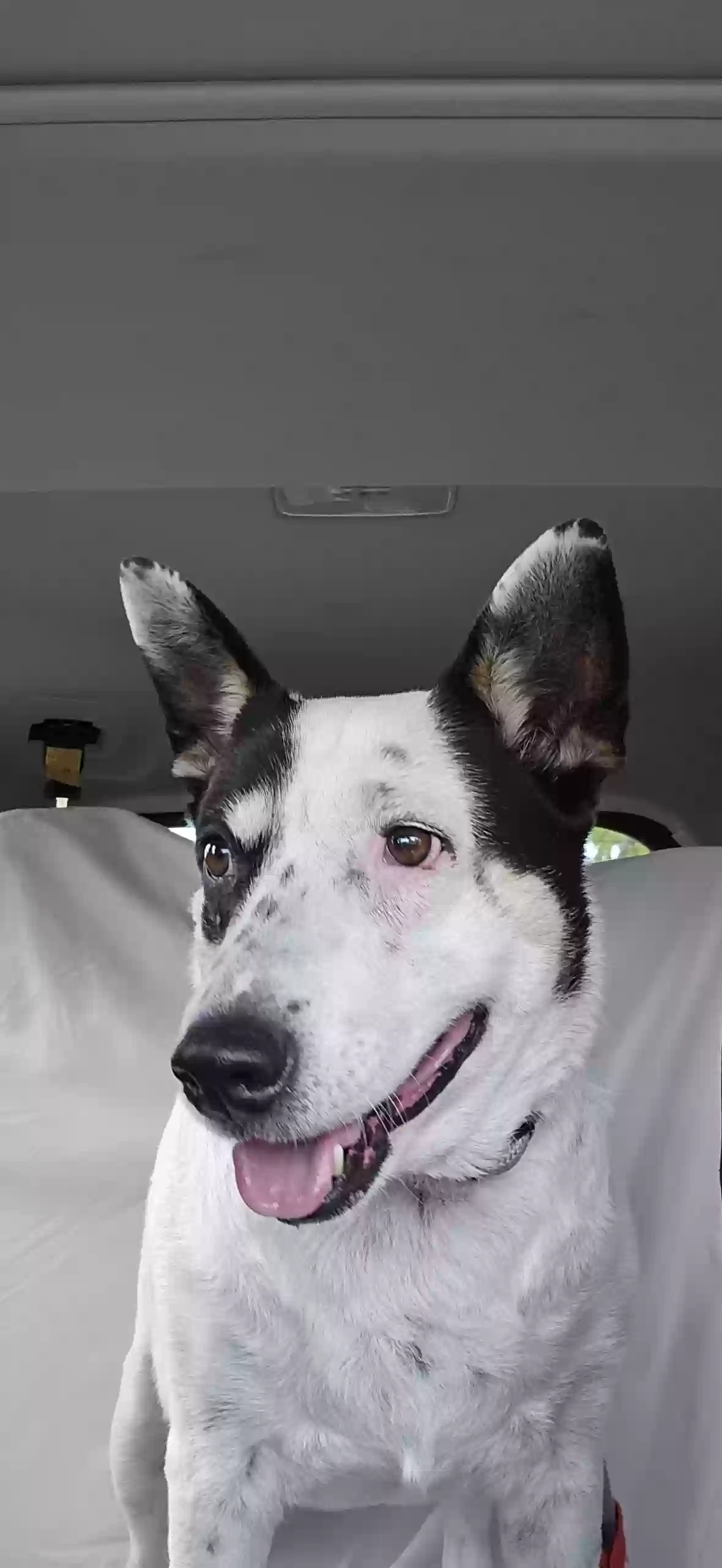 adoptable Dog in Upland,CA named Zoie