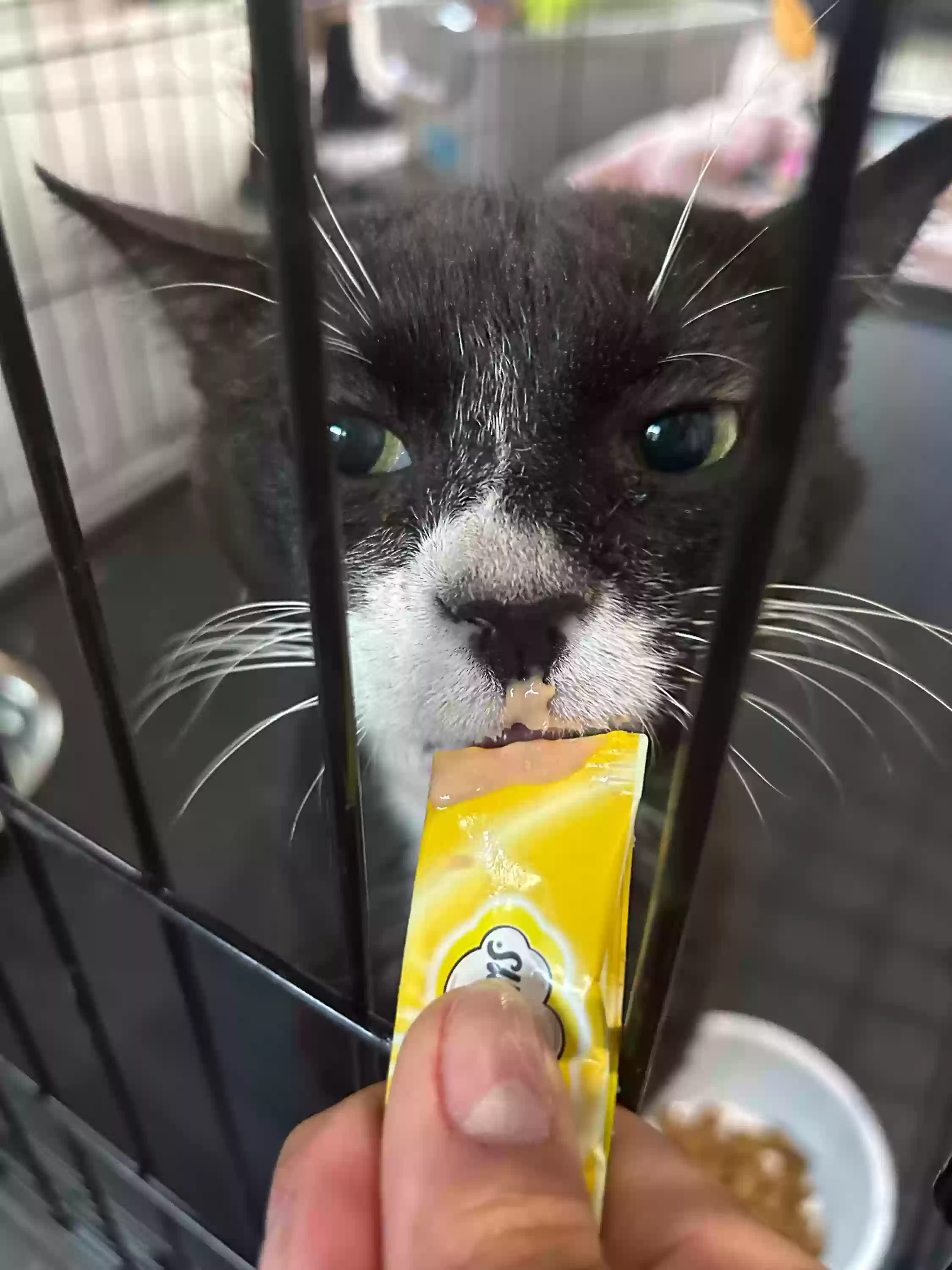 adoptable Cat in Houston,TX named Sir Whiskers