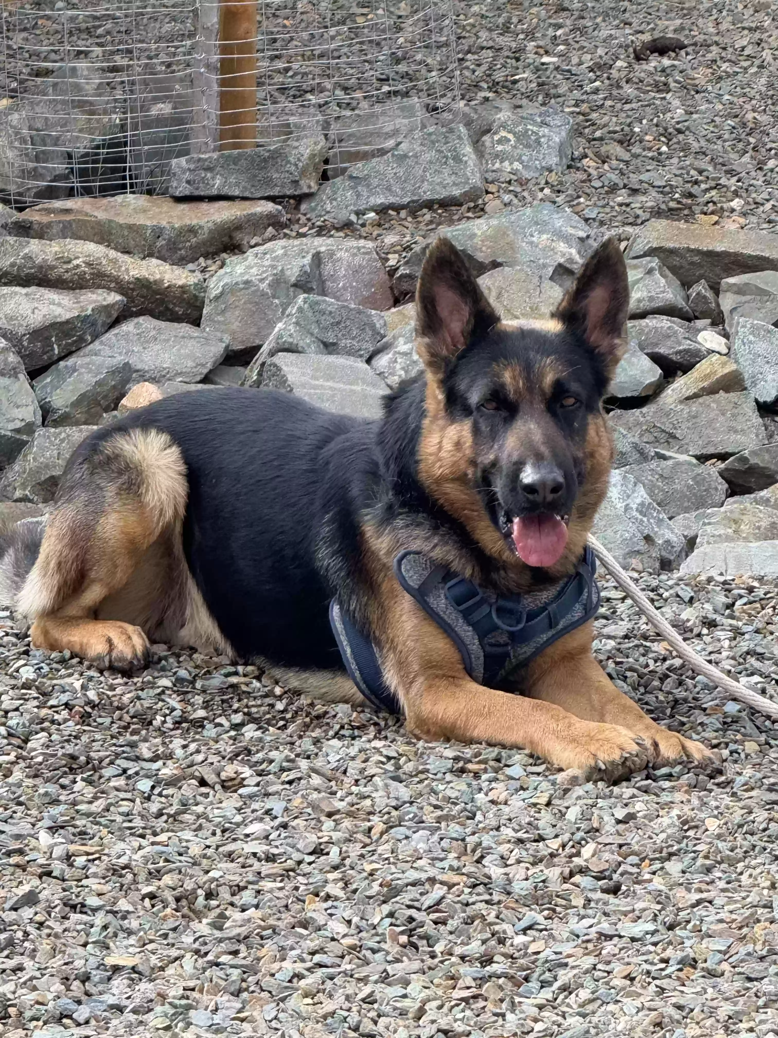 adoptable Dog in Prescott Valley,AZ named Fish