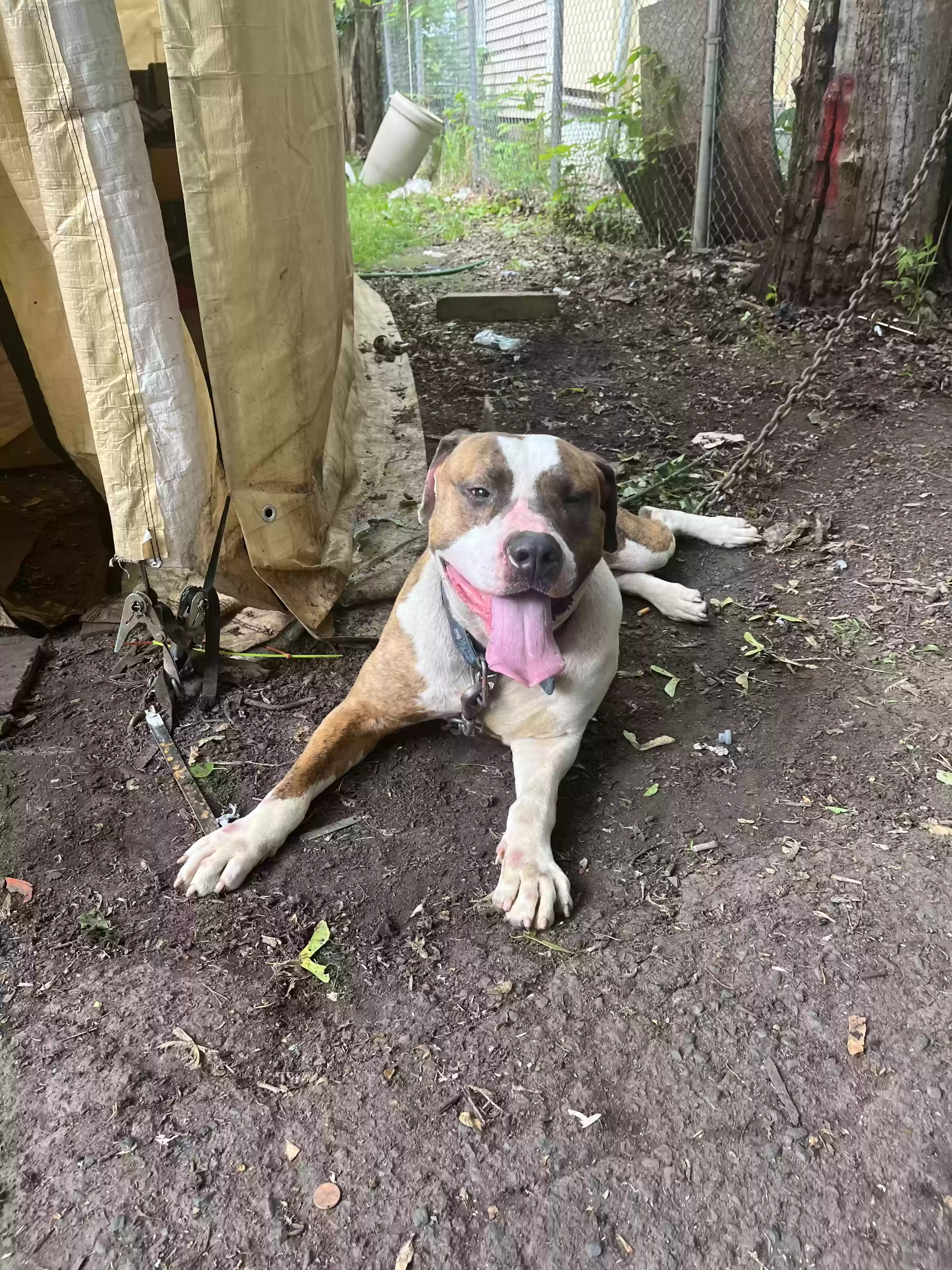 adoptable Dog in East Hartford,CT named Buster