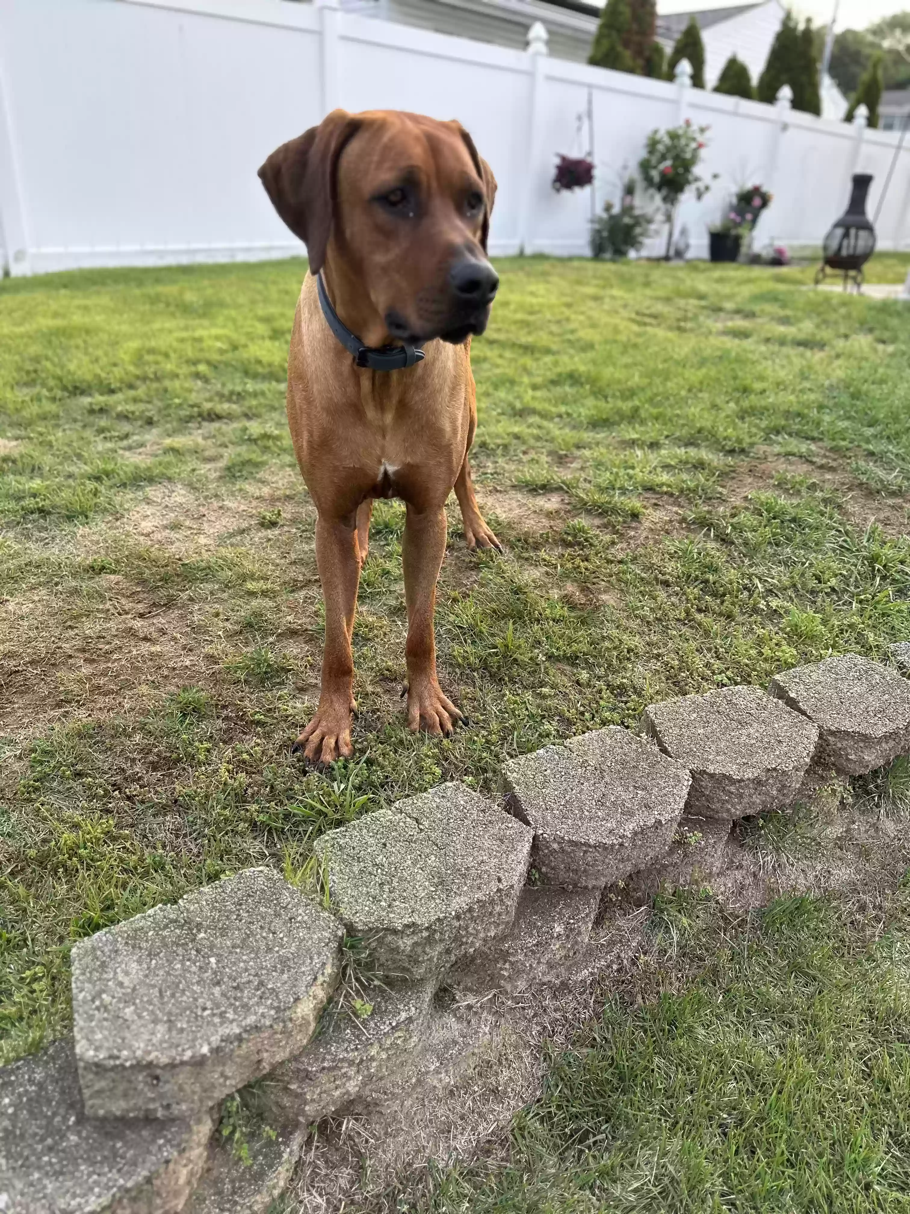 adoptable Dog in Huntington Station,NY named Ace