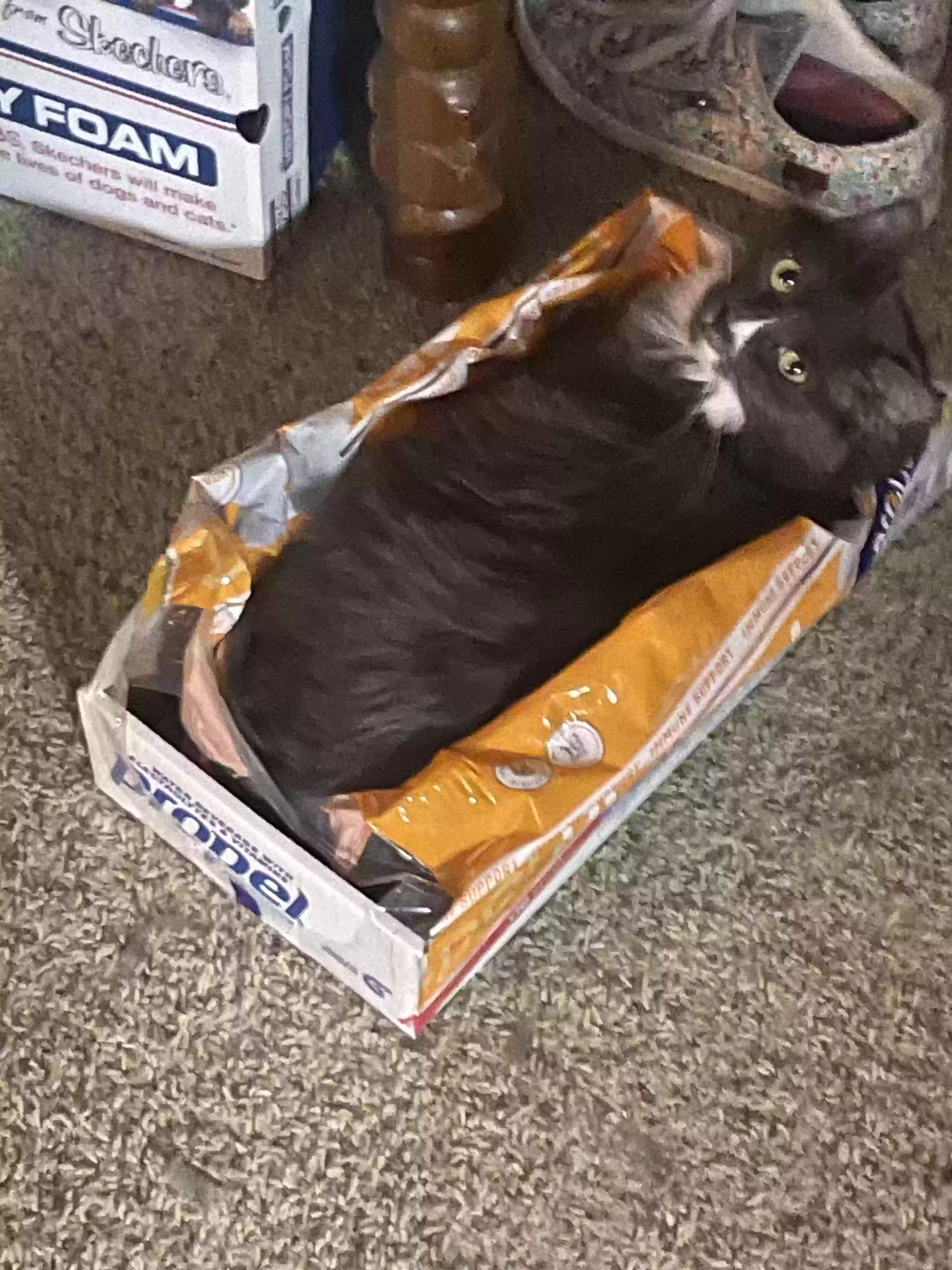 adoptable Cat in Commerce,TX named Mittens