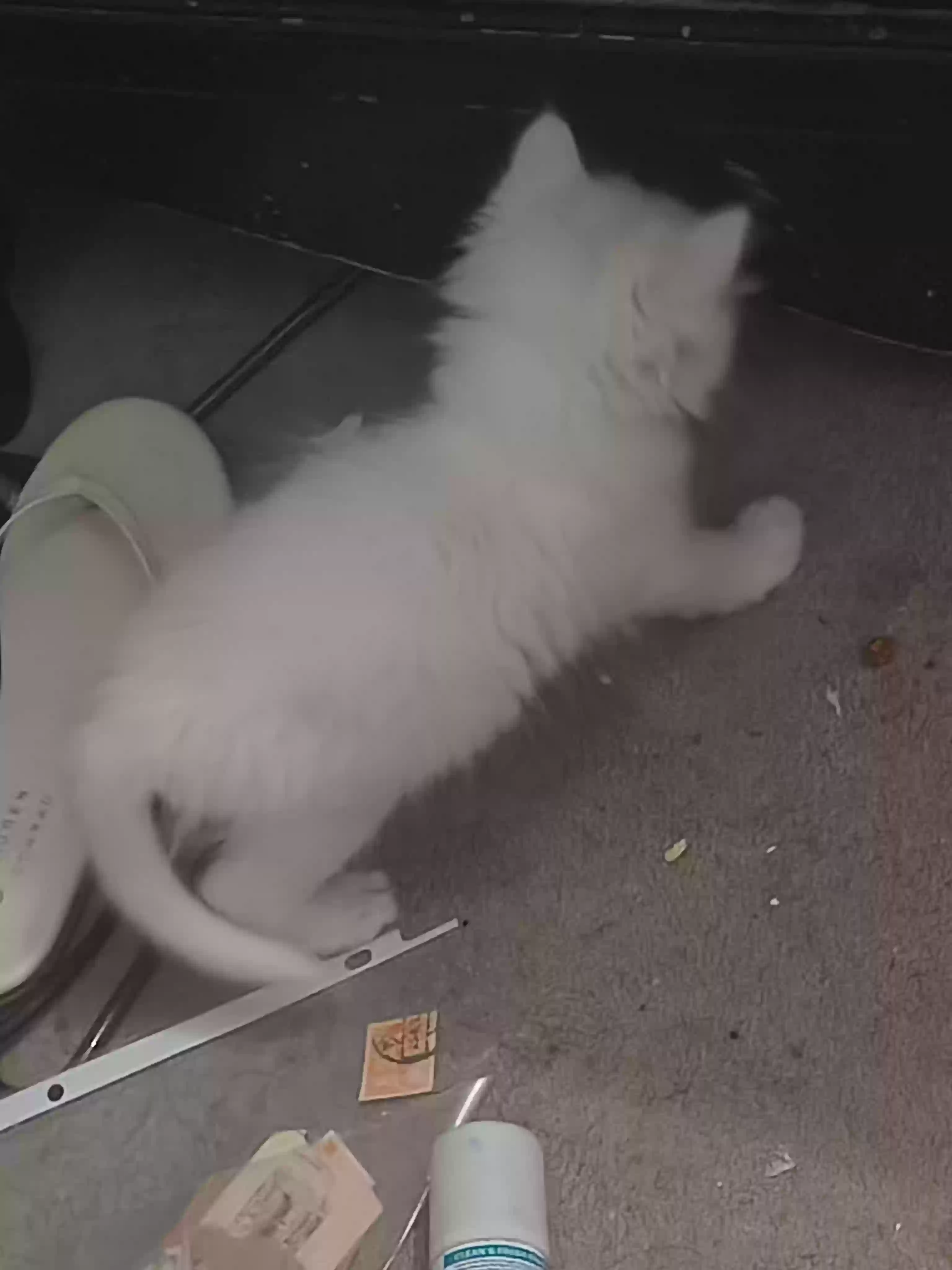 adoptable Cat in California City,CA named He doesn't have a name yet, he's waiting for the perfect family to give him one..