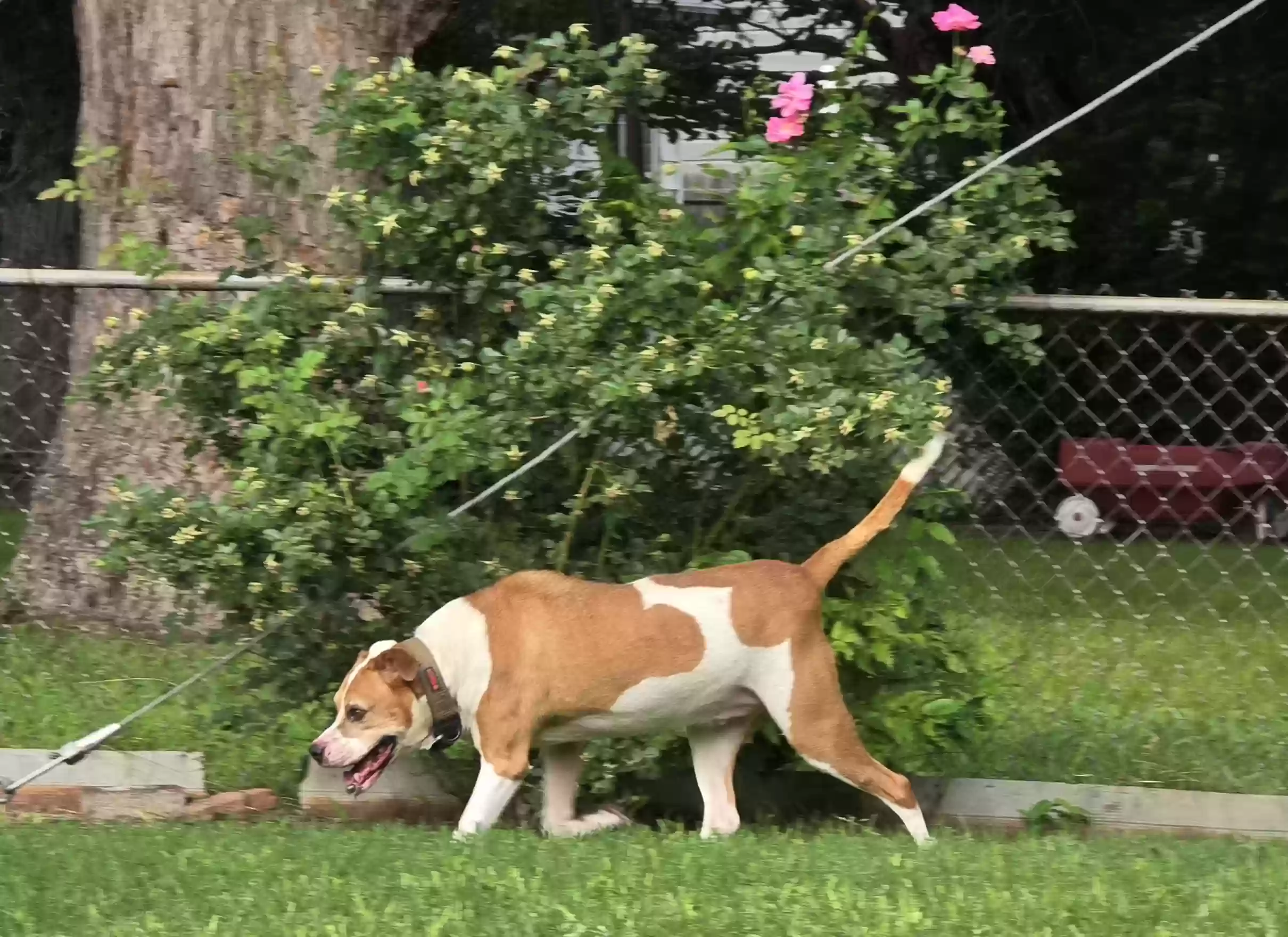 adoptable Dog in Haltom City,TX named Beau
